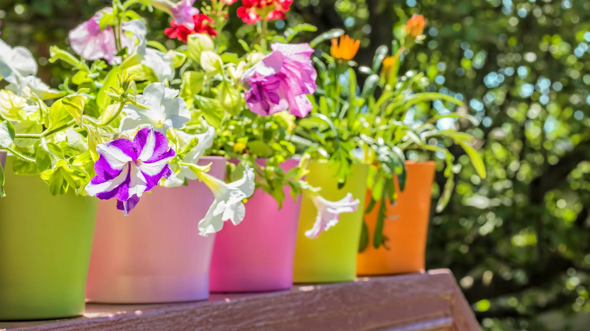 Petunie in vasi colorati