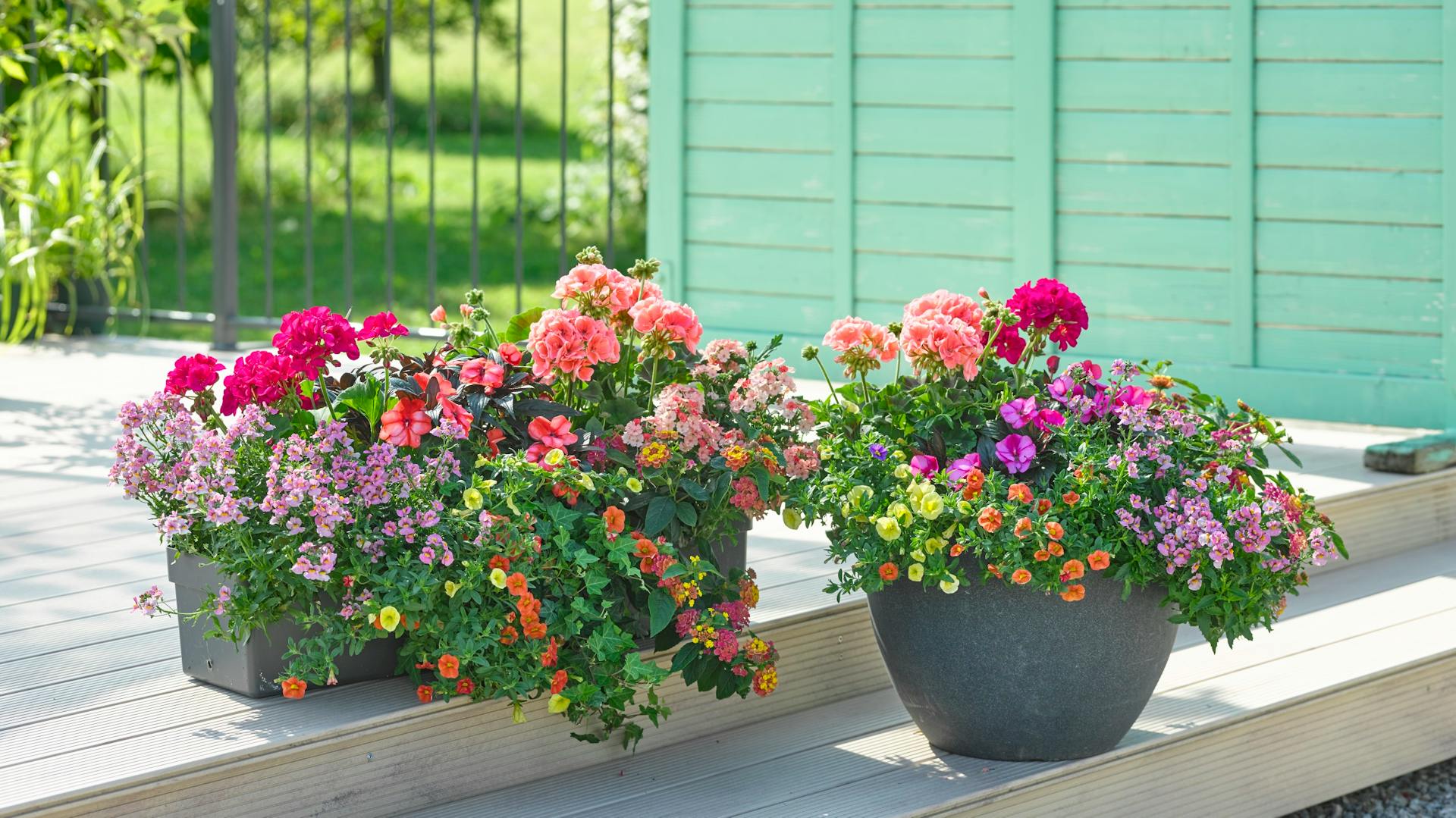 Fioriera e vaso con nemesia, calibrachoa, edera, lantana, verbena, pelargonio e canna di vetro