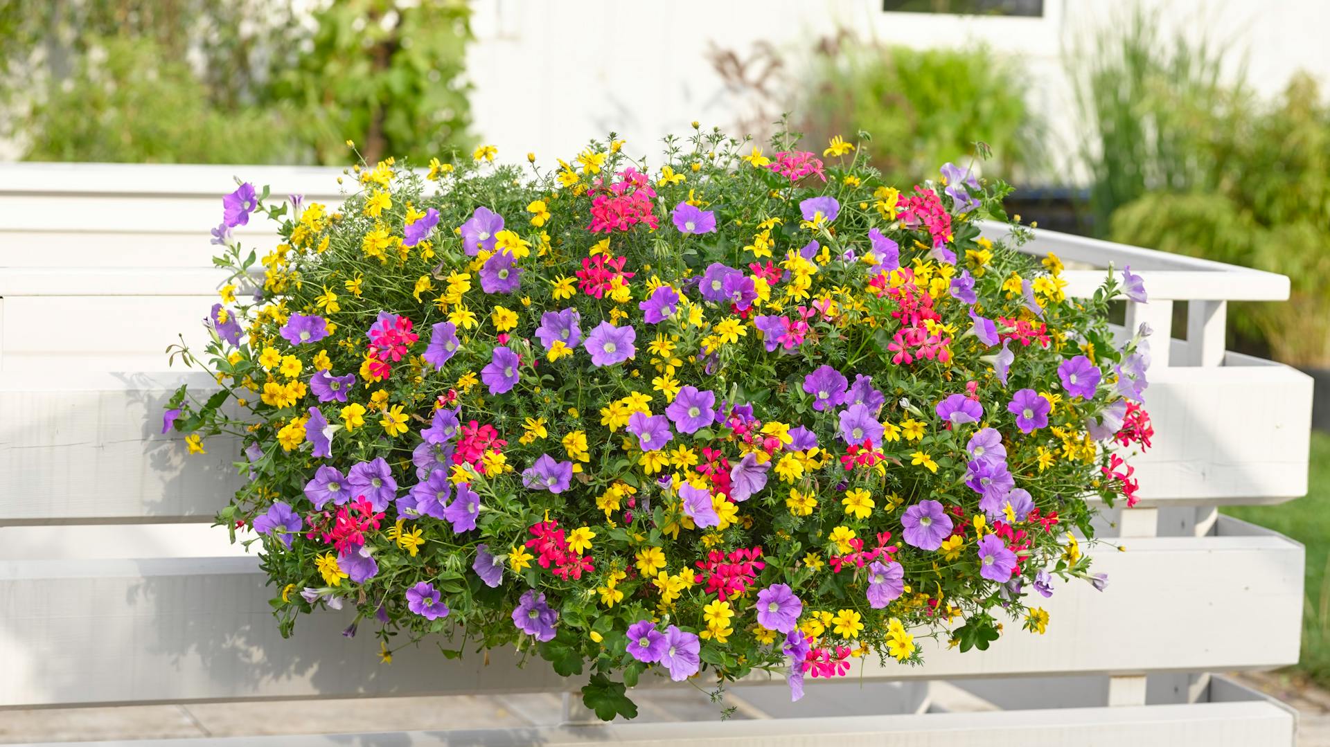 Fioriera con fiori gialli, rosa e lilla