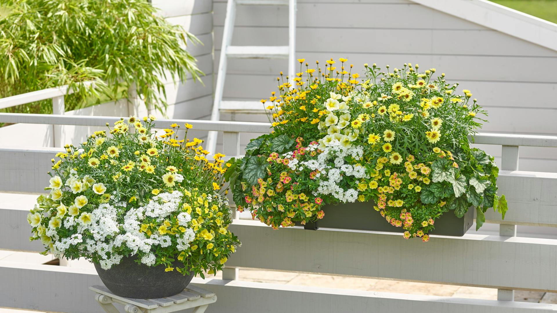 Vasi per piante con fiori gialli e bianchi