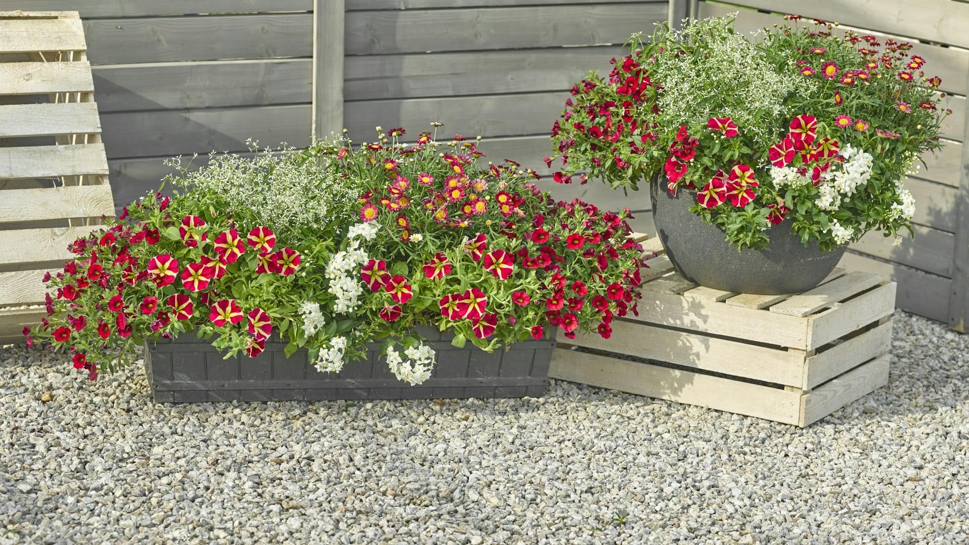 Blumenkasten mit roten Petunien und Sommerjasmin