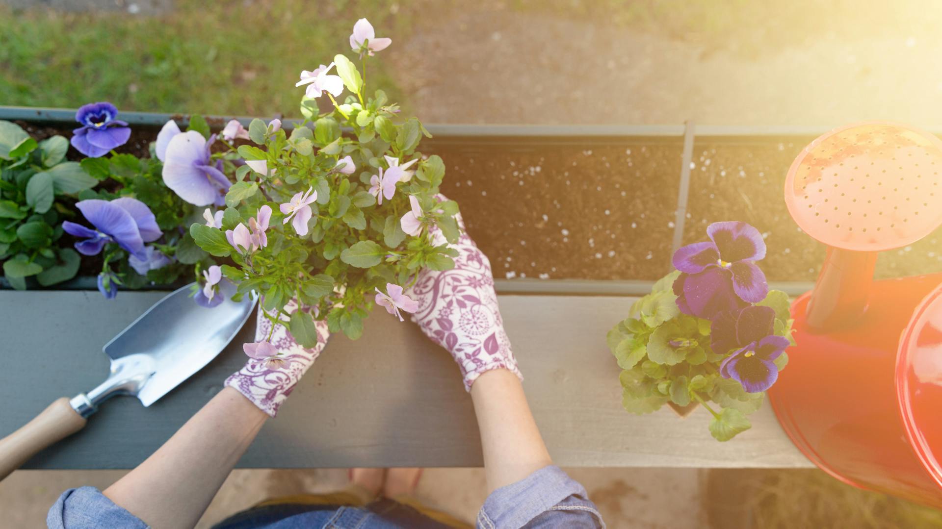 Blumen in einen Blumenkasten pflanzen.