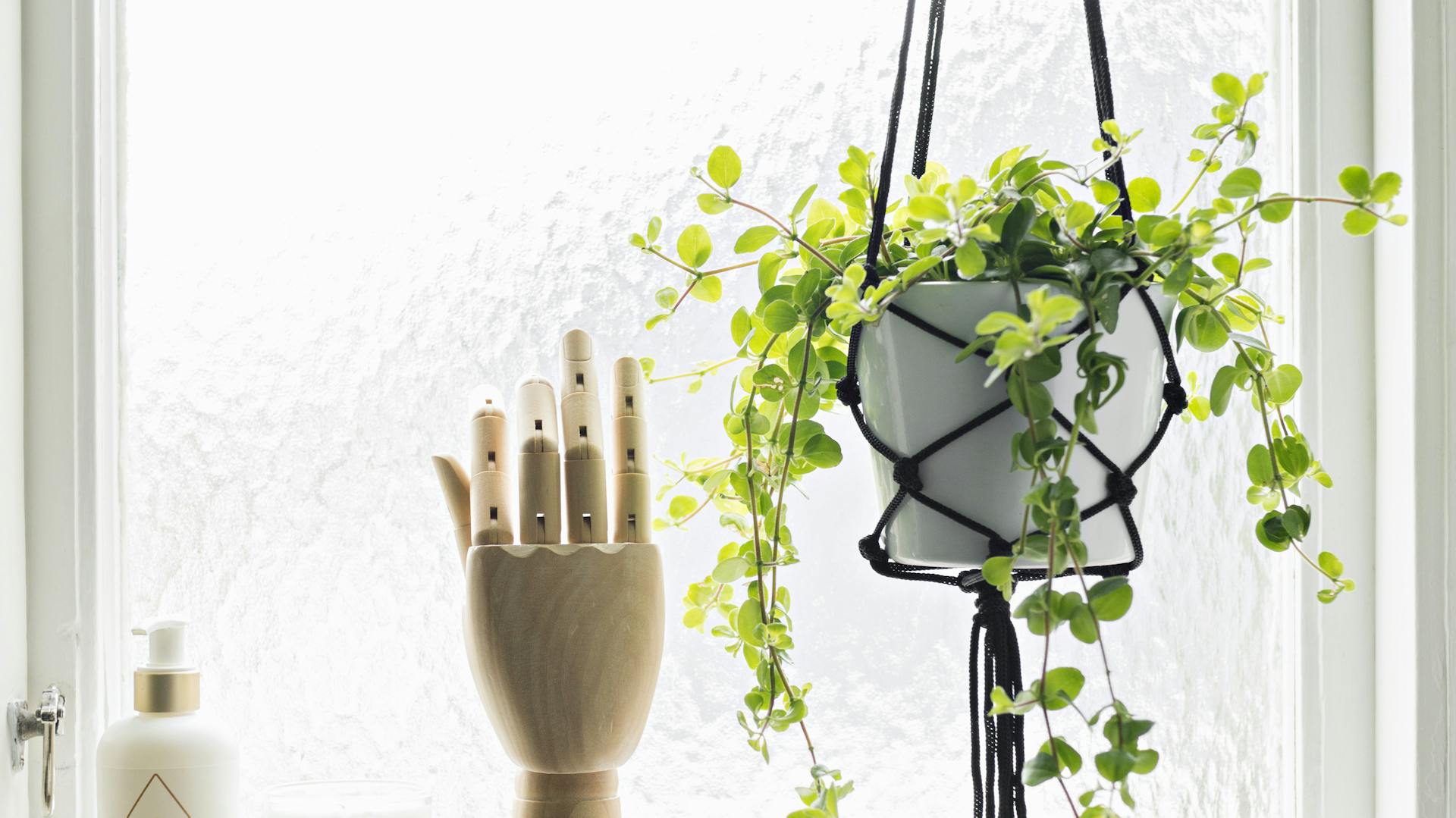 Pflanze im hängenden Blumentopf vor einem Fenster.