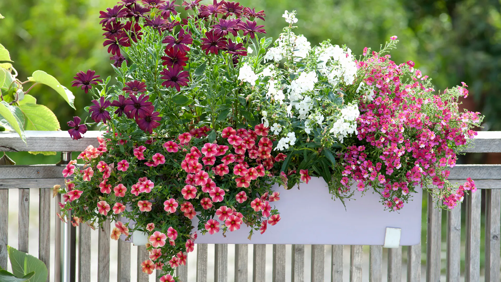 Blumenkasten an Balkongeländer als Sichtschutz