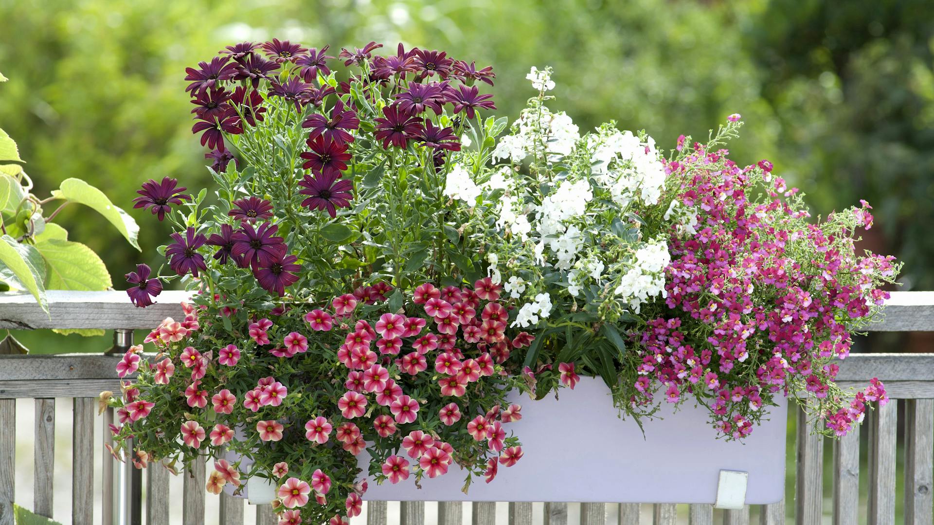 Ein weißer Blumenkasten mit Blumen hängt an einem Balkon.