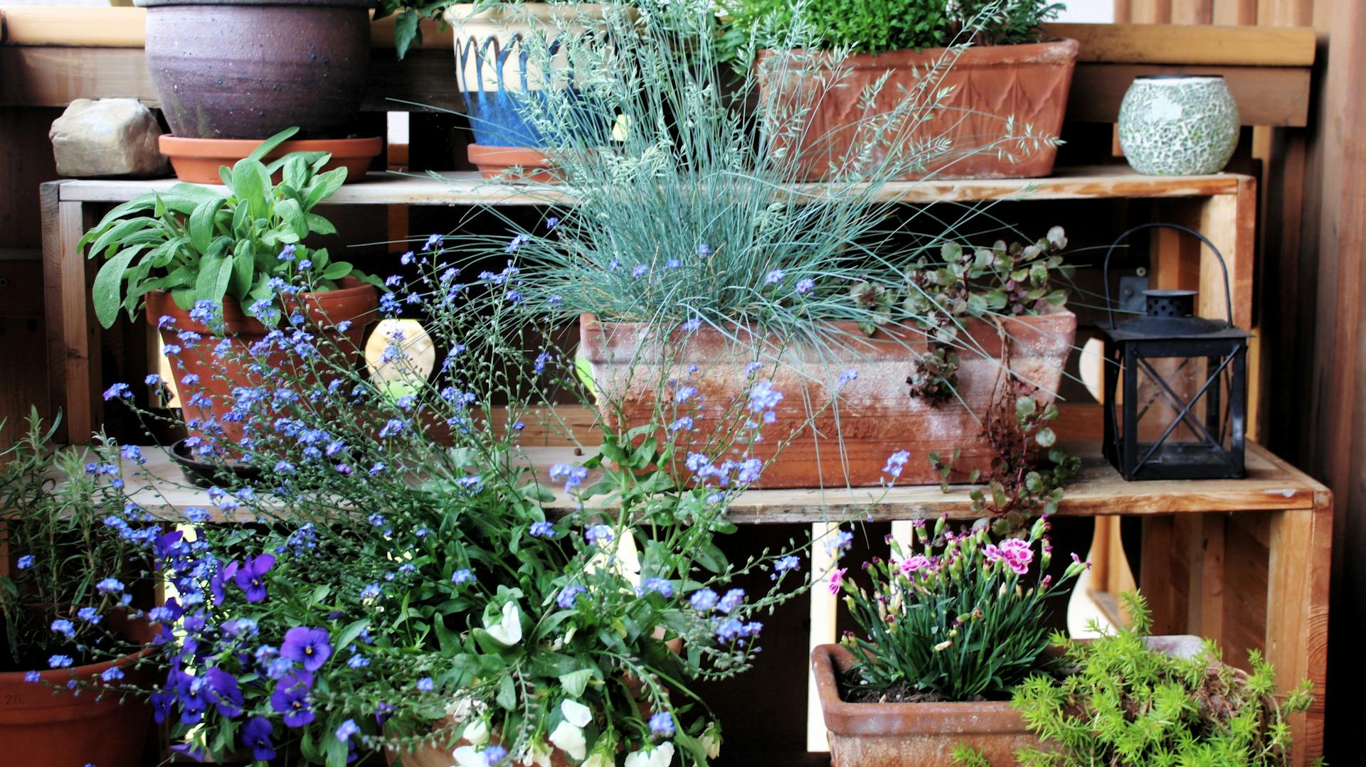 Viele bepflantze Blumenkästen aus Ton stehen in einem Holzregal.