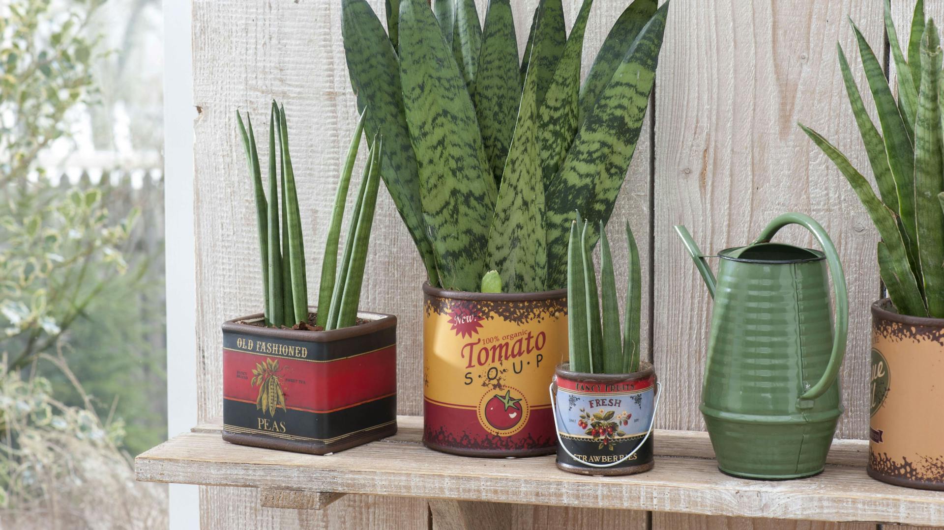 Vier Pflanzen wurden in Konservendosen gepflanzt.