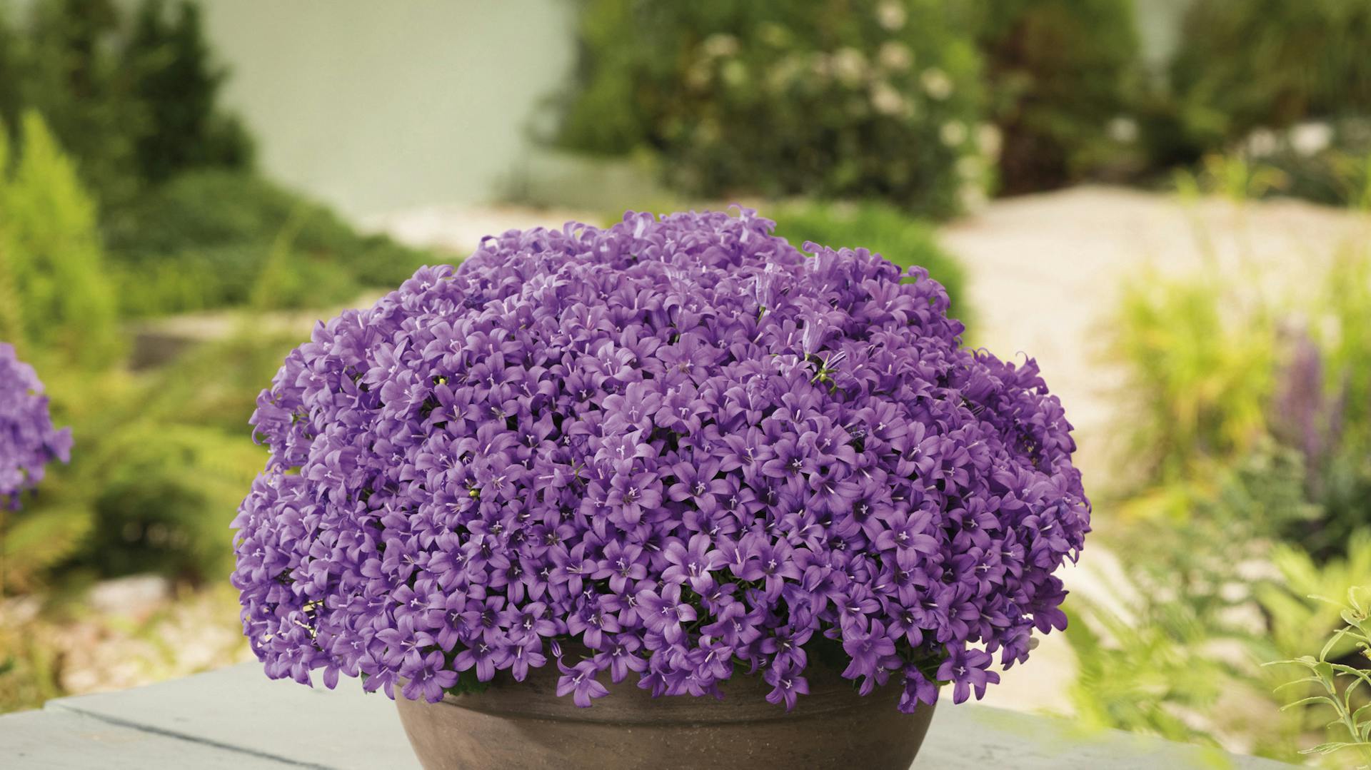 Glockenblume in einem Kübel mit lila Blüten für den Balkon.