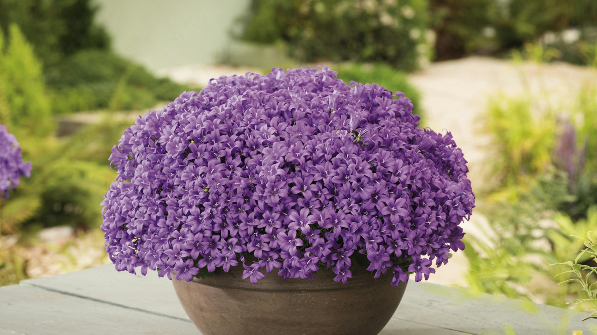 Vaso con piante colorate su terrazza in assi di legno