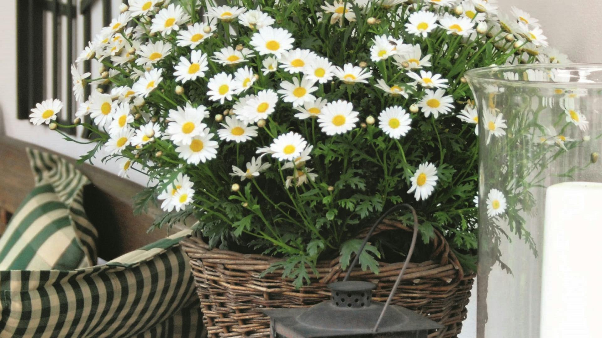 Eine Margerite als Pflanze für einen Sonnenbalkon in einem Topf auf einem Tisch.