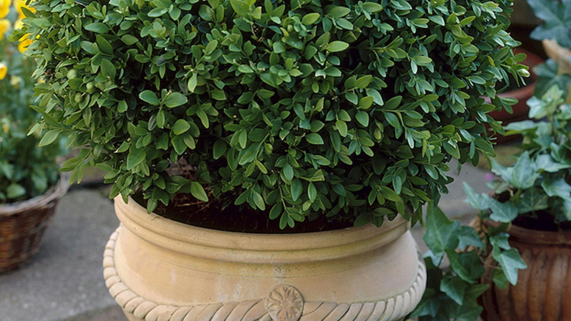 Eine Pflanze für halbschattige Balkone ist der Buchsbaum, hier in einem Topf und zugeschnitten.