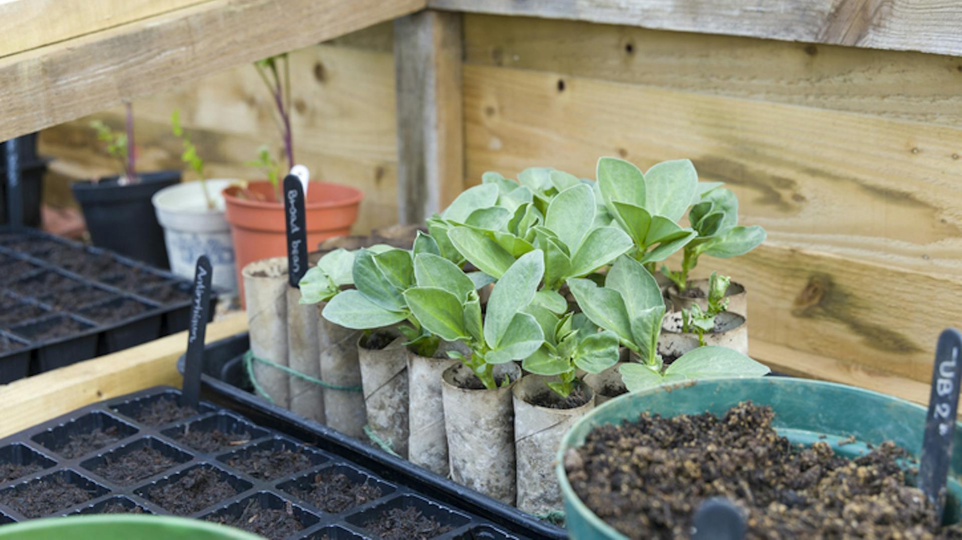 Junge Pflänzchen in einem Frühbeet auf einem Balkon