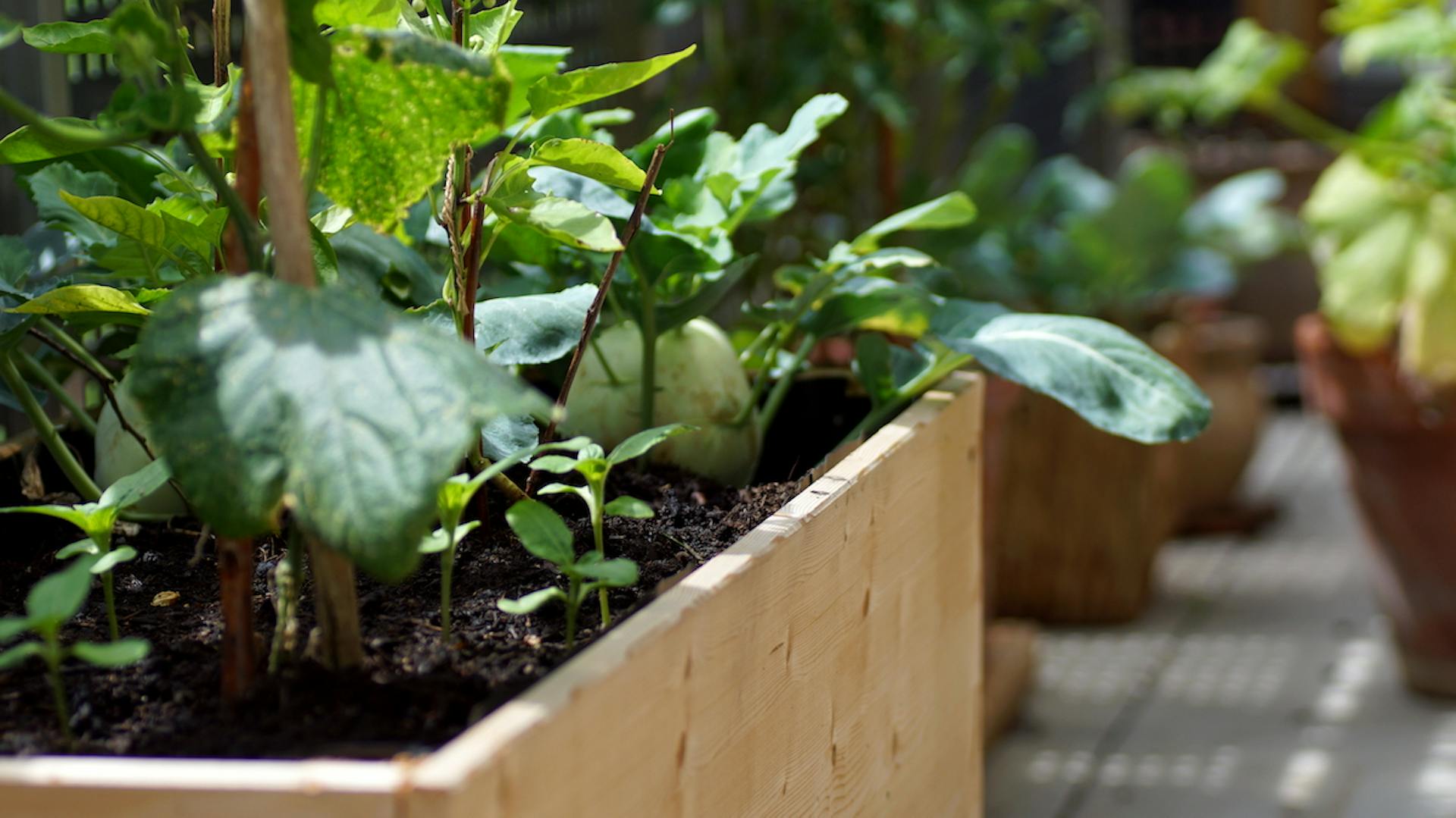 Bepflanztes Balkonhochbeet mit Töpfen voller Gemüse im Hintergrund.