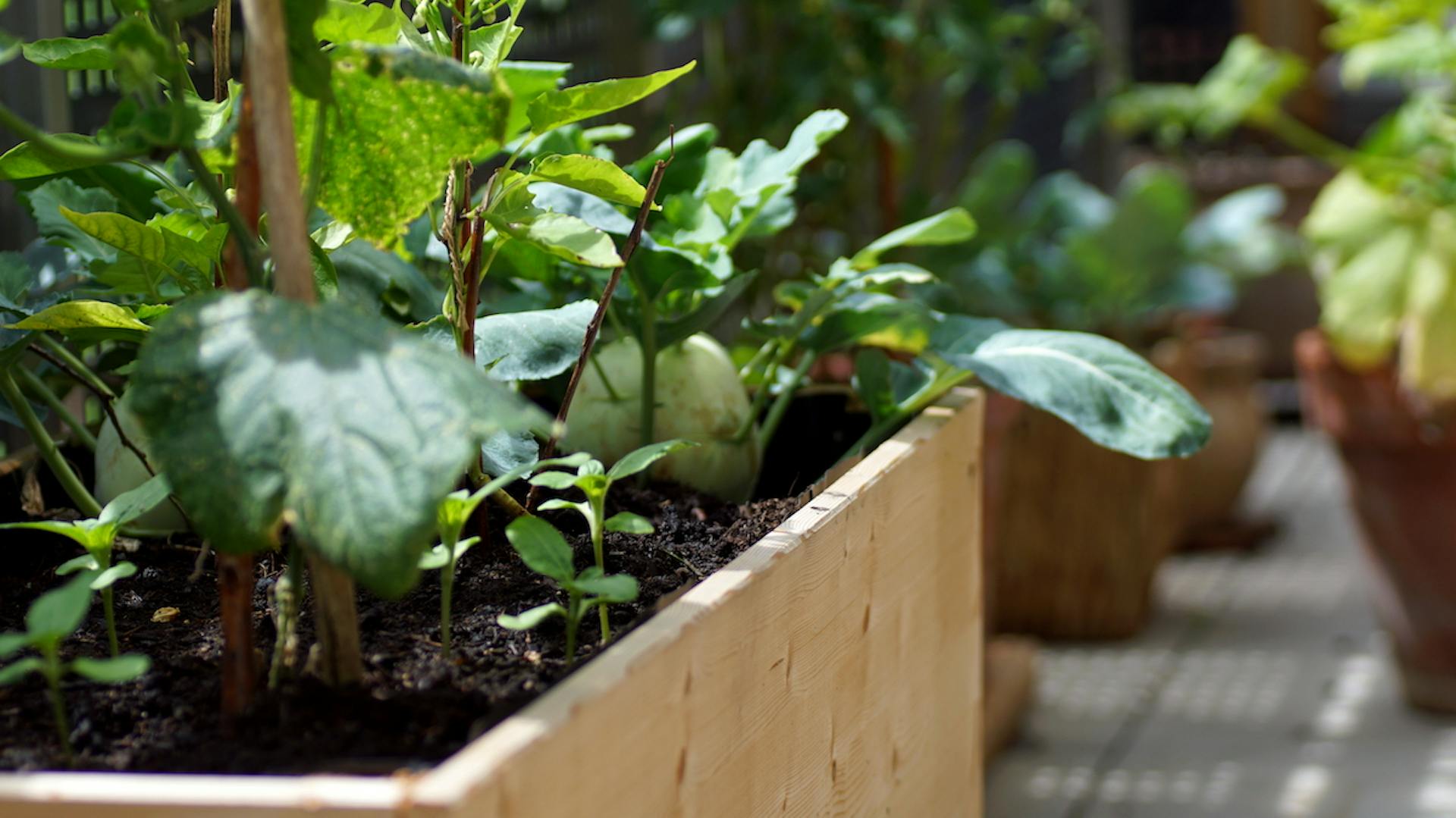 Ortaggi in aiuole sul balcone