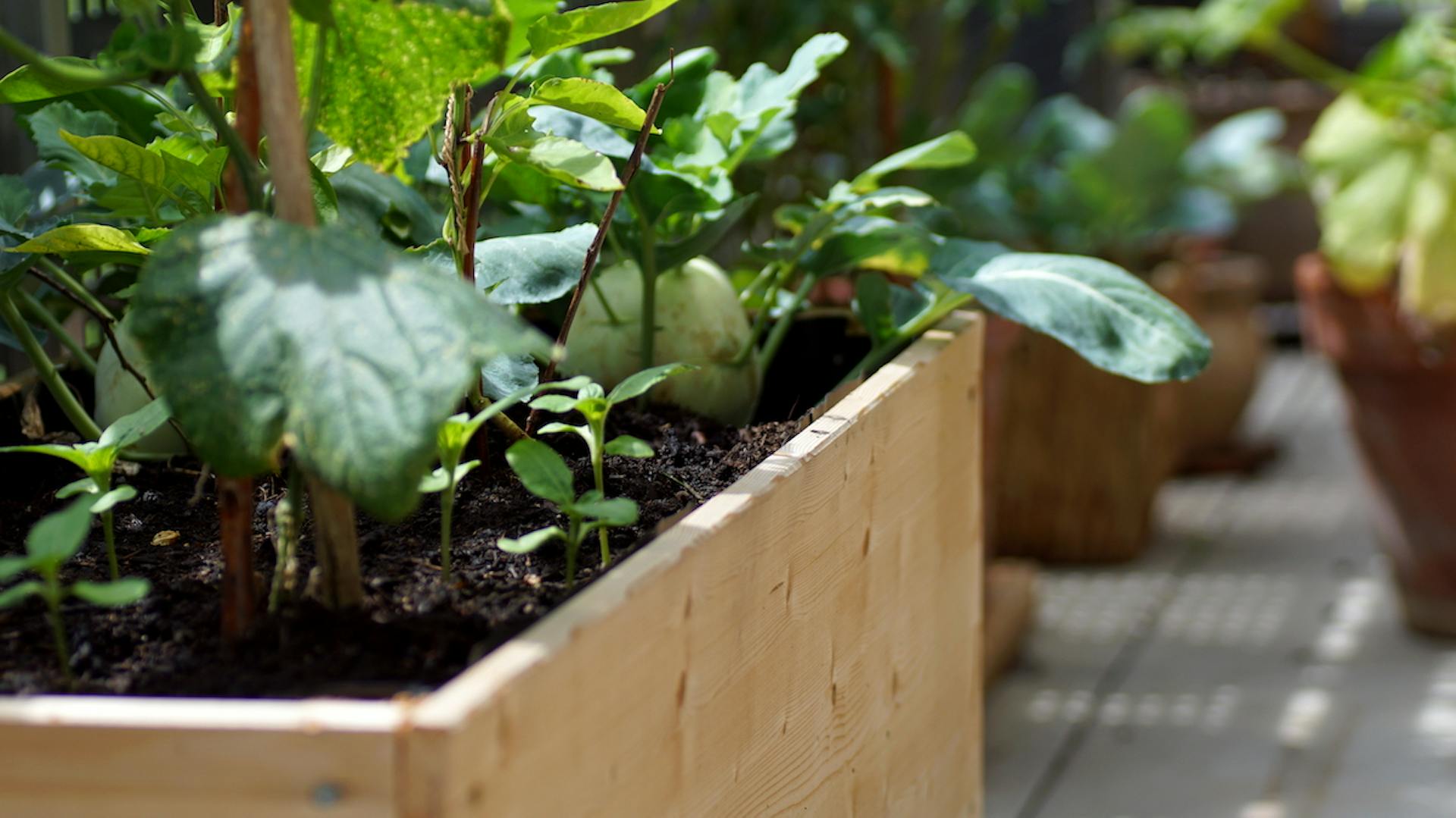 Gemüse in Beeten auf Balkon