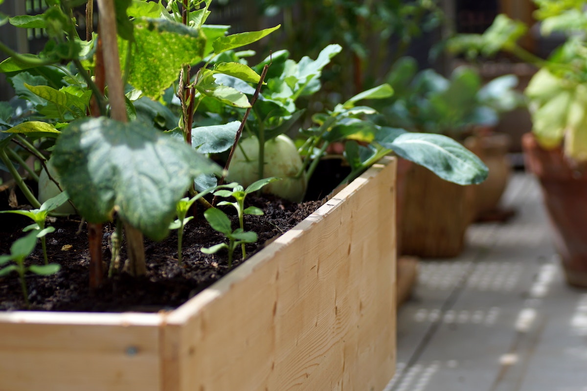 Gemüse auf dem Balkon anpflanzen | OBI