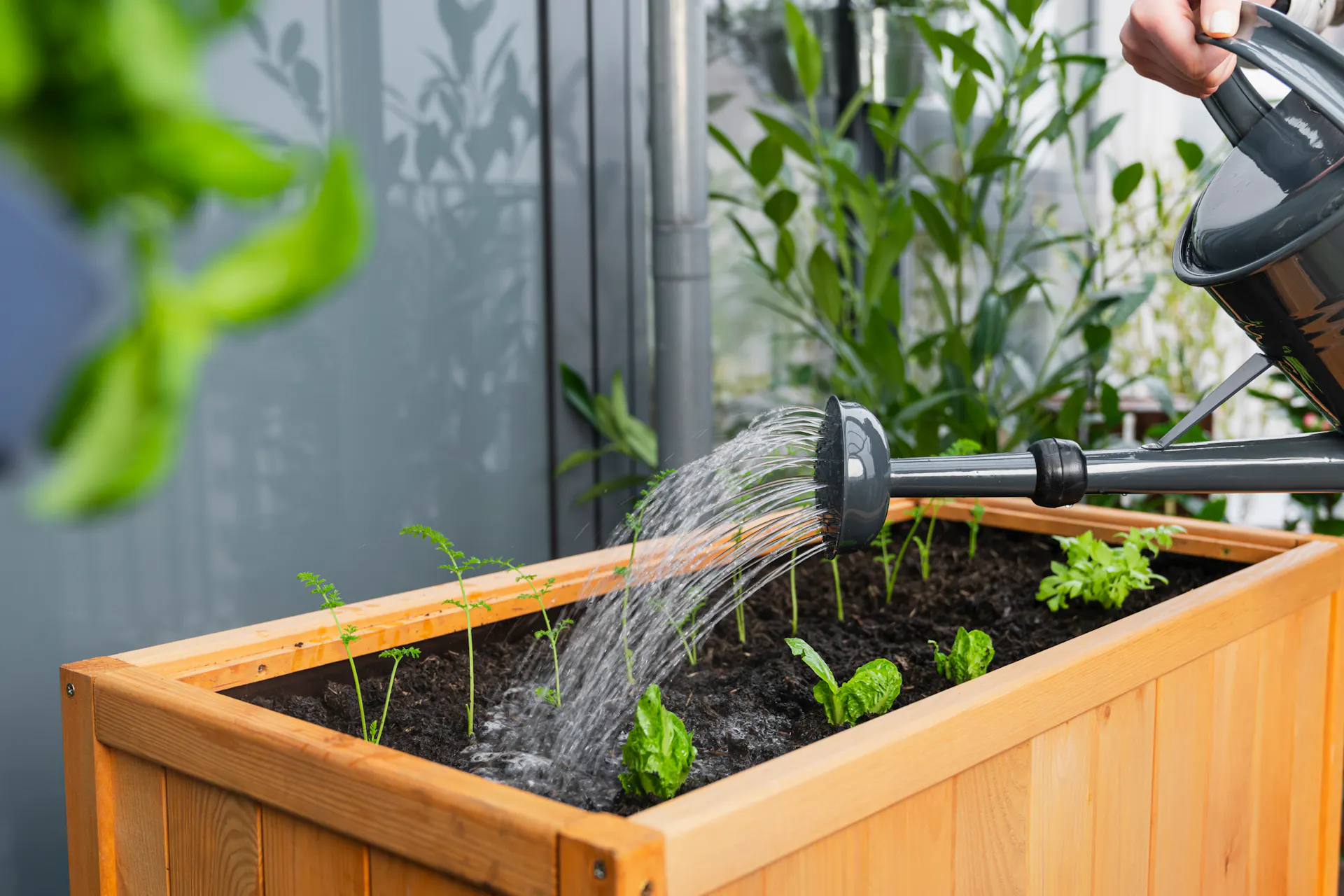 Des légumes sont arrosés dans une jardinière surélevée
