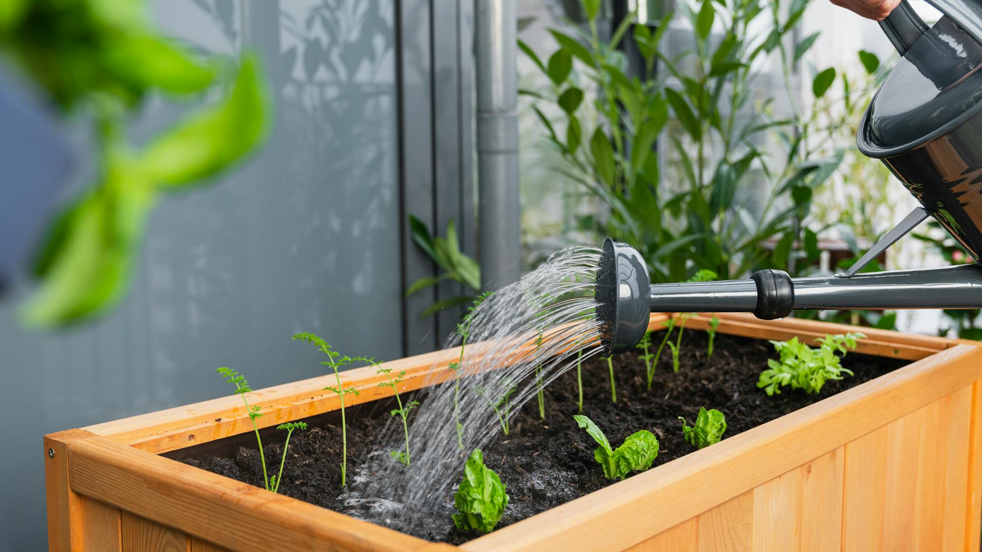 A magaságyásban lévő zöldségeket öntözik