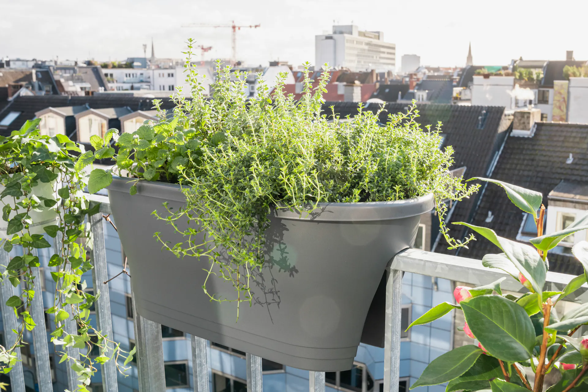 Herbes aromatiques en jardinière