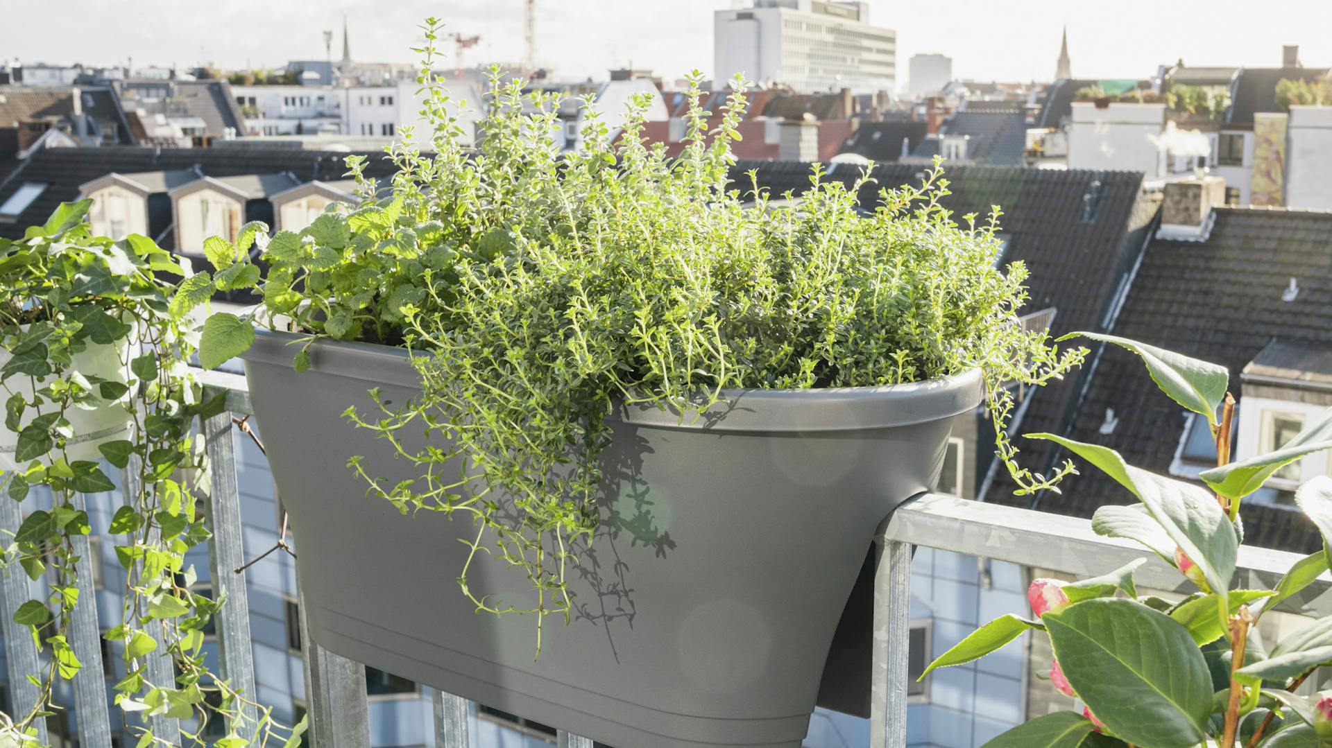 Rosmarino in terrazzo