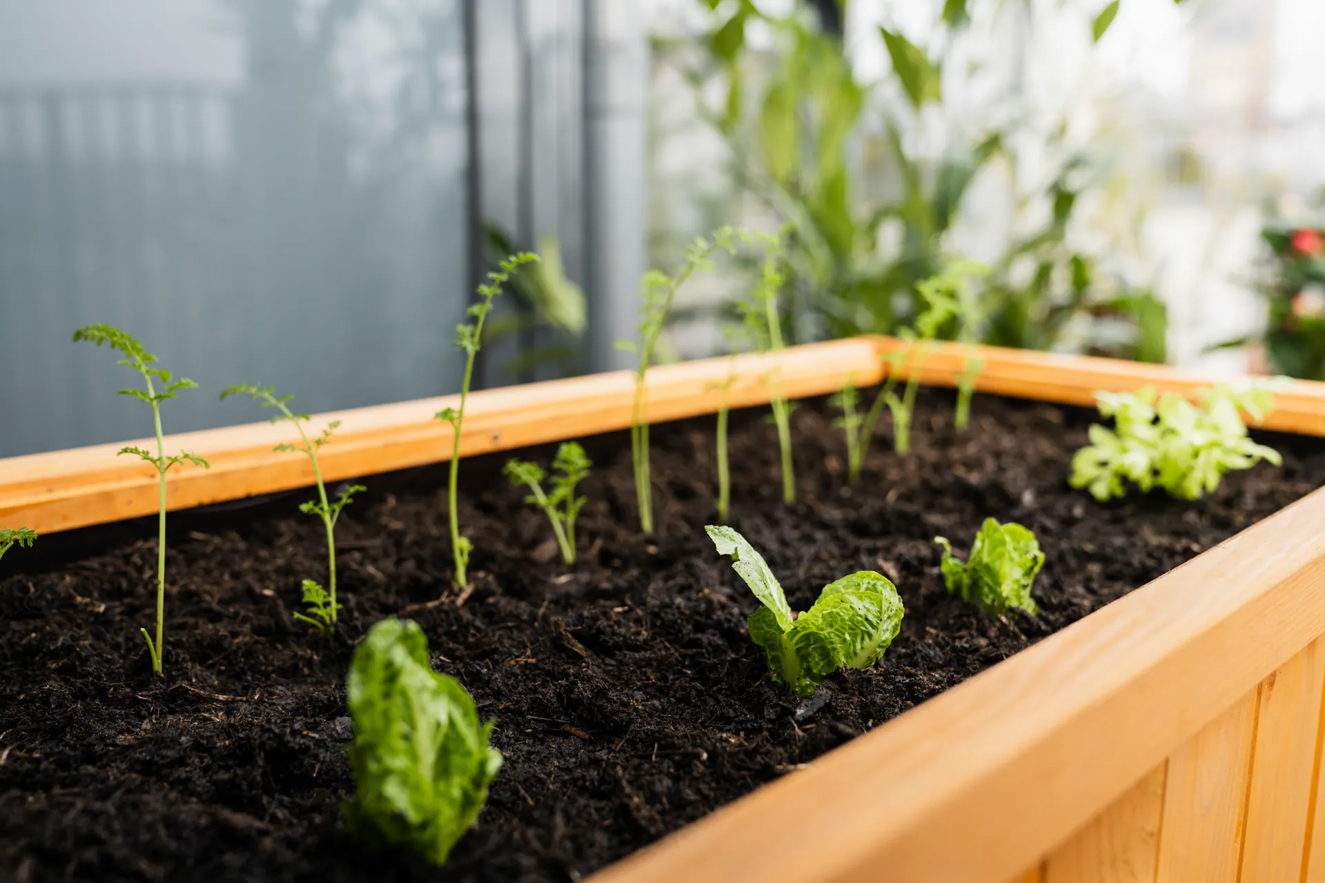 Des légumes poussent dans une jardinière surélevée