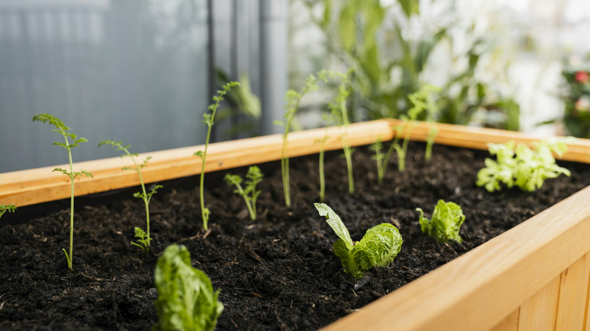 Növekvő zöldségek egy magaságyásban