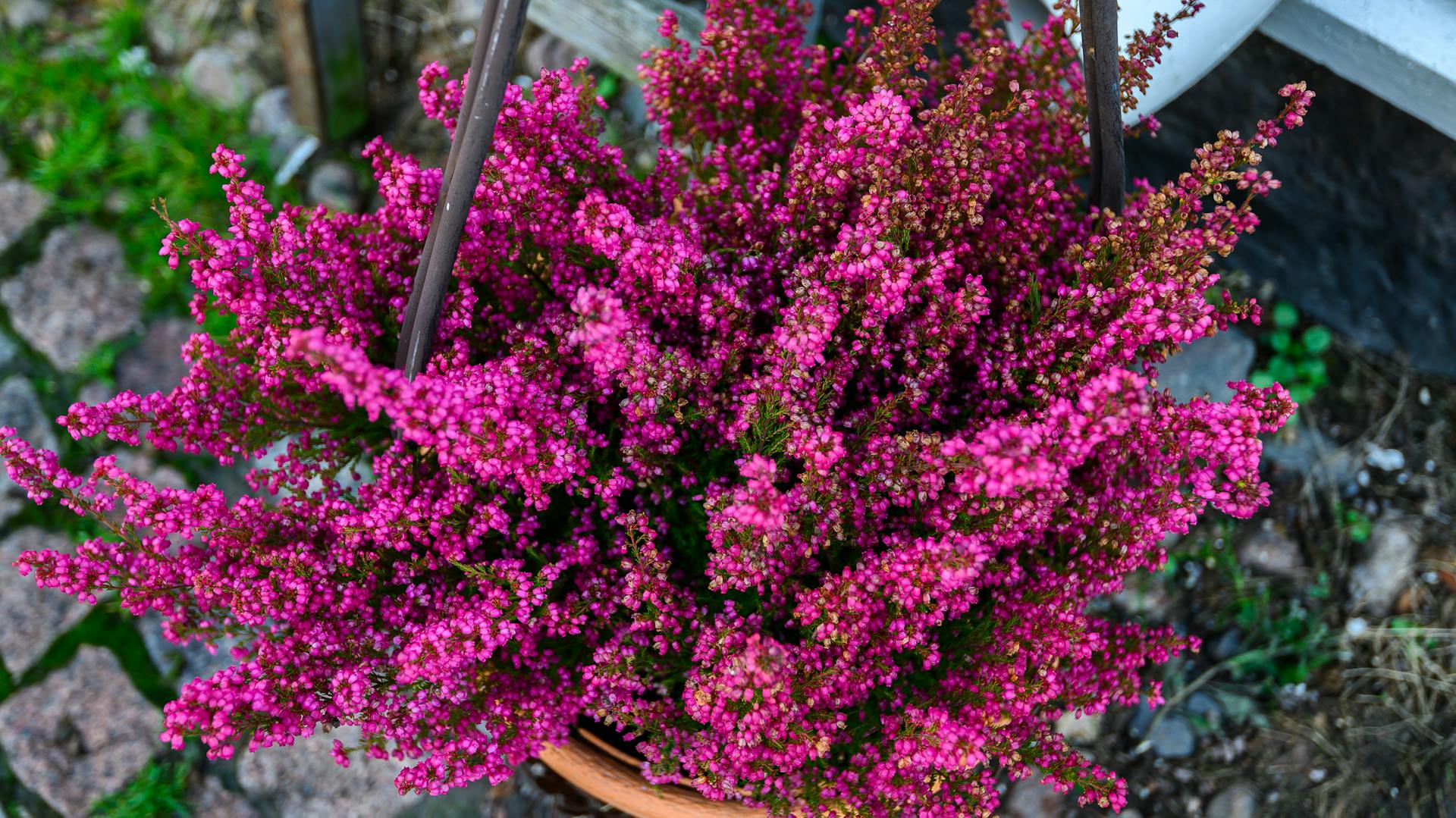 Heide blüht im Topf auf dem Balkon.