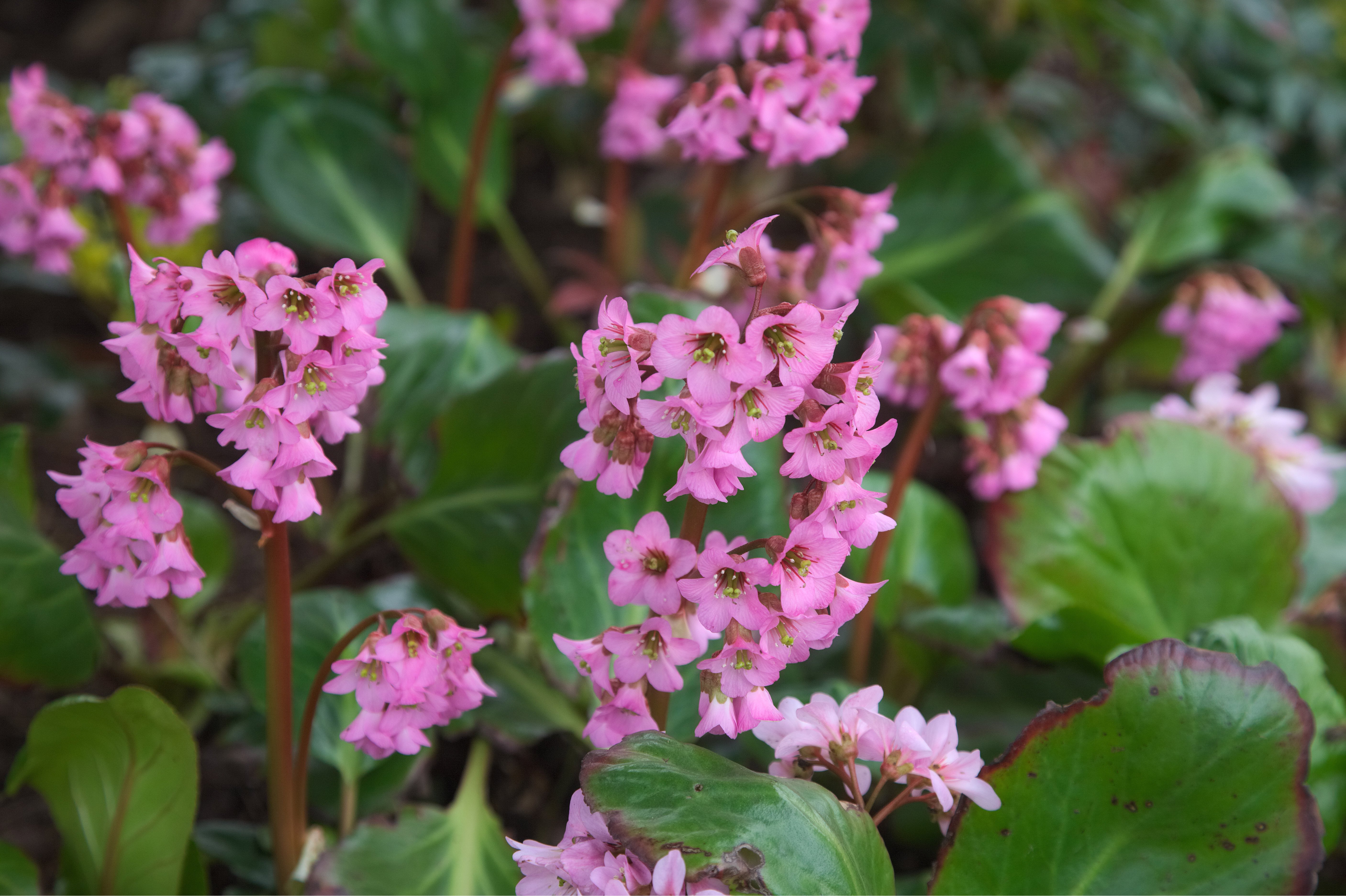 Bergenie in un’aiuola fiorite di rosa.
