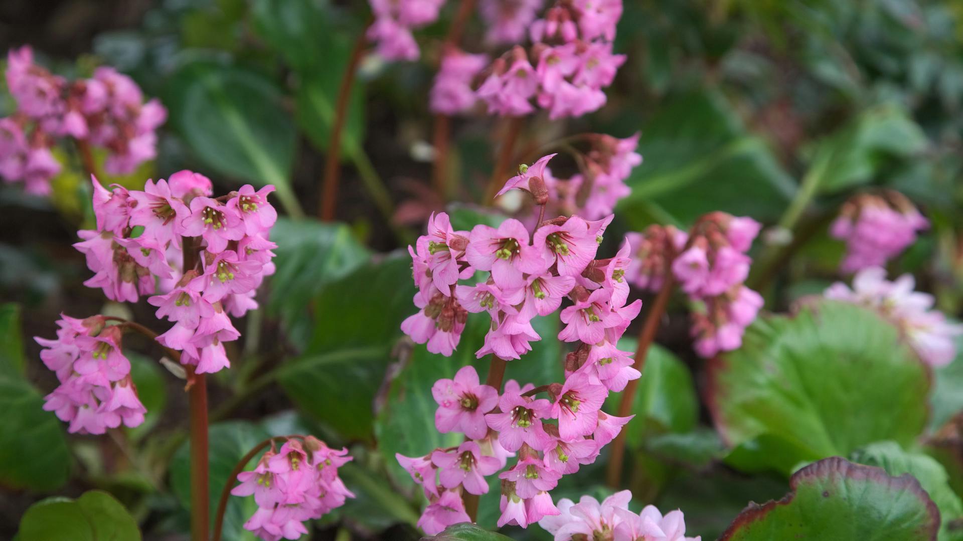 Bergenien blühen in einem Beet in Rosa.