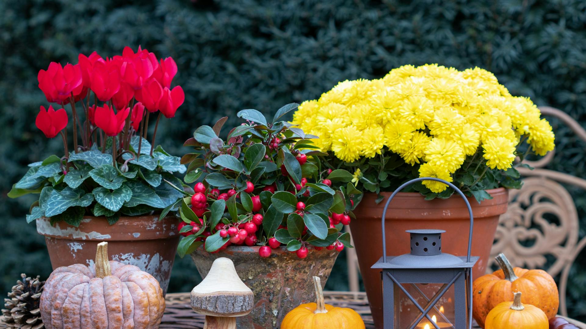 Herbstpflanzen neben Kürbissen und Dekoration auf einem Tisch