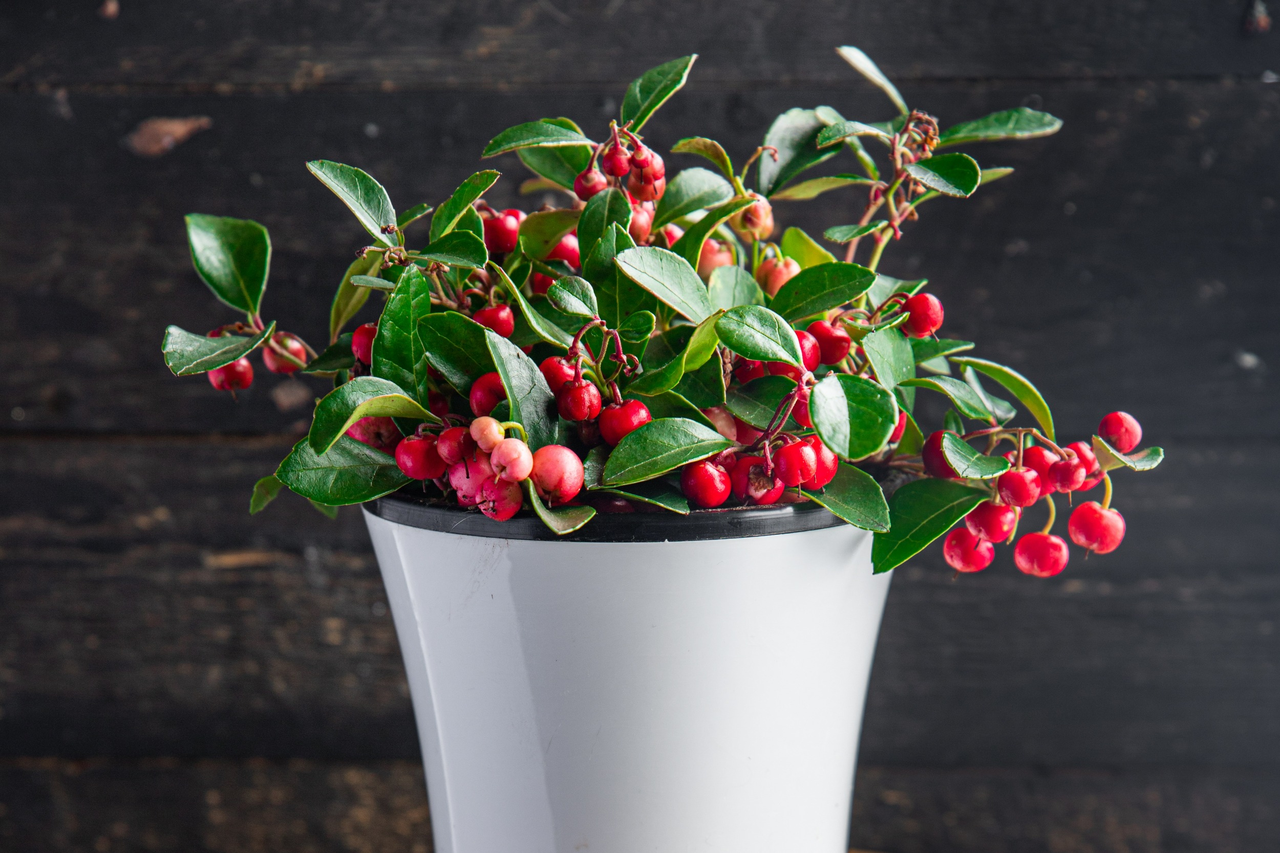 Gaultheria