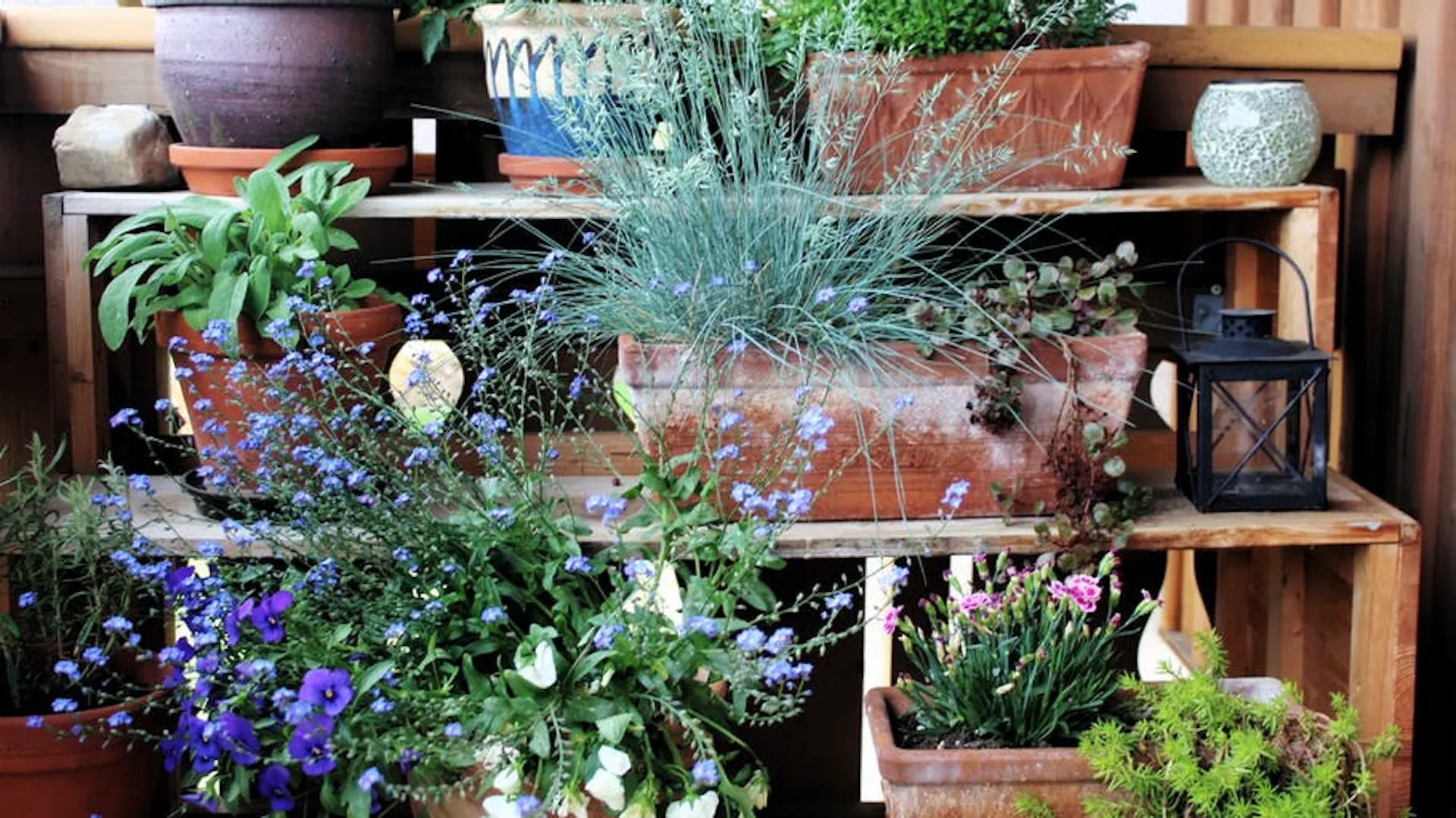 Viele Blumen in Töpfen stehen auf einem Holzregal.