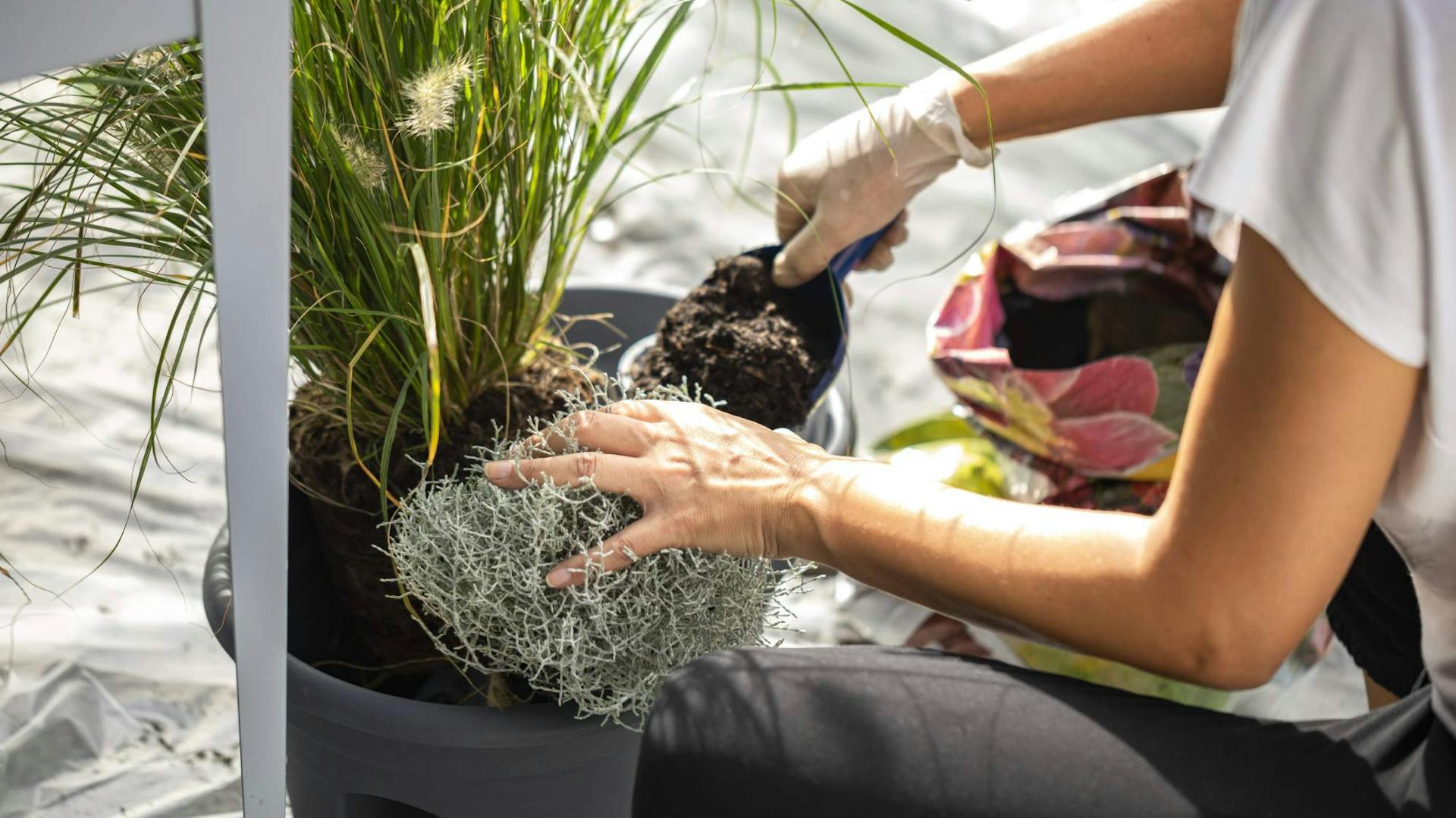 Frau gibt Dünger für Pflanzen in Outdoor-Pflanzgefäß mit Pflanze drin.