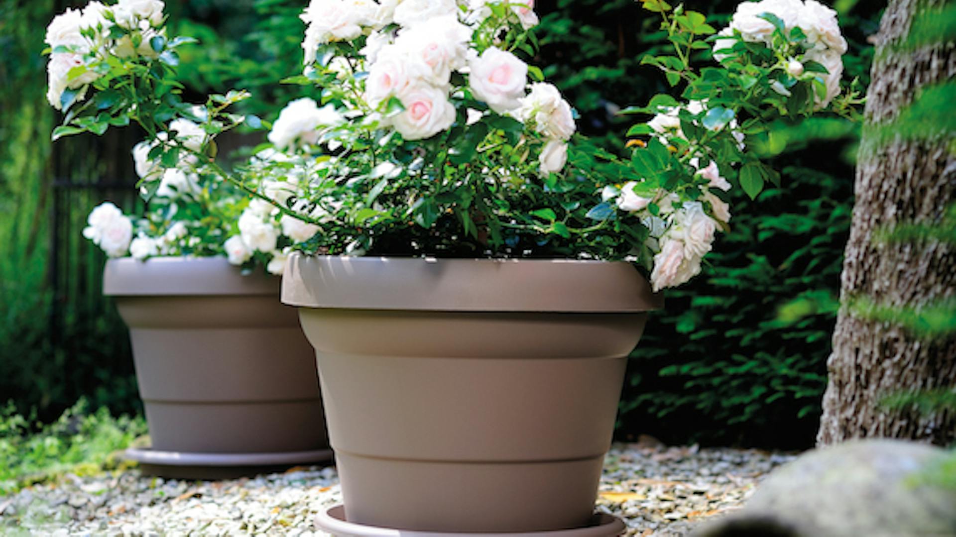 Zwei Pflanzgefäße mit Rosen drin stehen auf Kiesbeet im Garten.