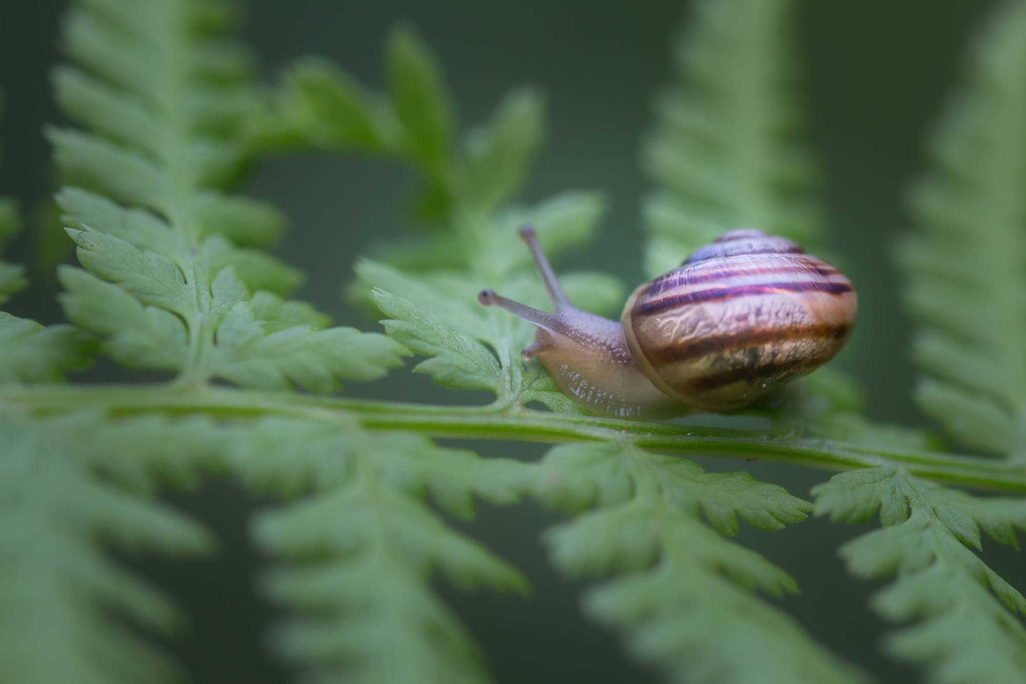 Schnecke sitzt auf grünem Blatt von Pflanze.