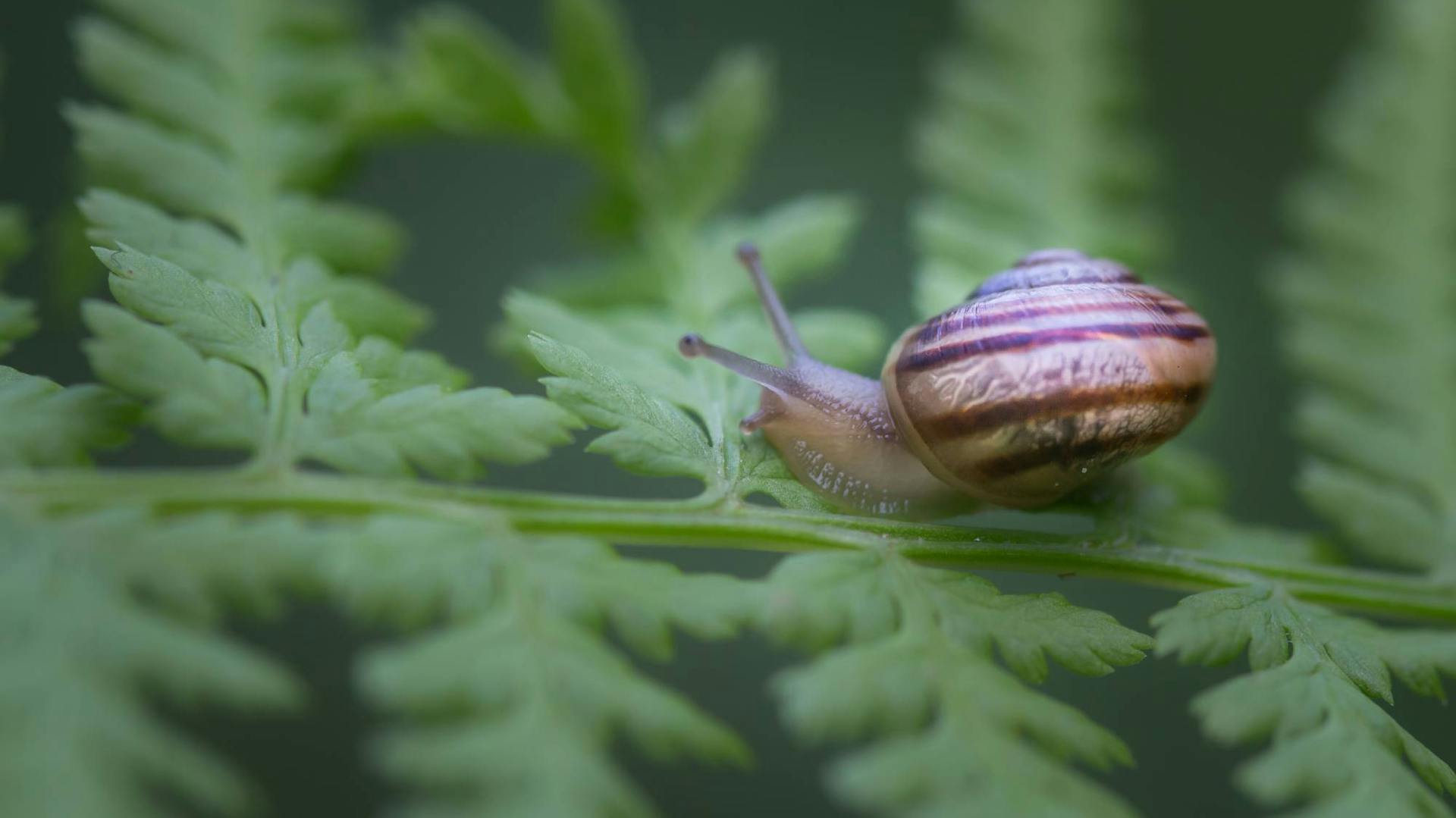 Schnecke sitzt auf grünem Blatt von Pflanze.