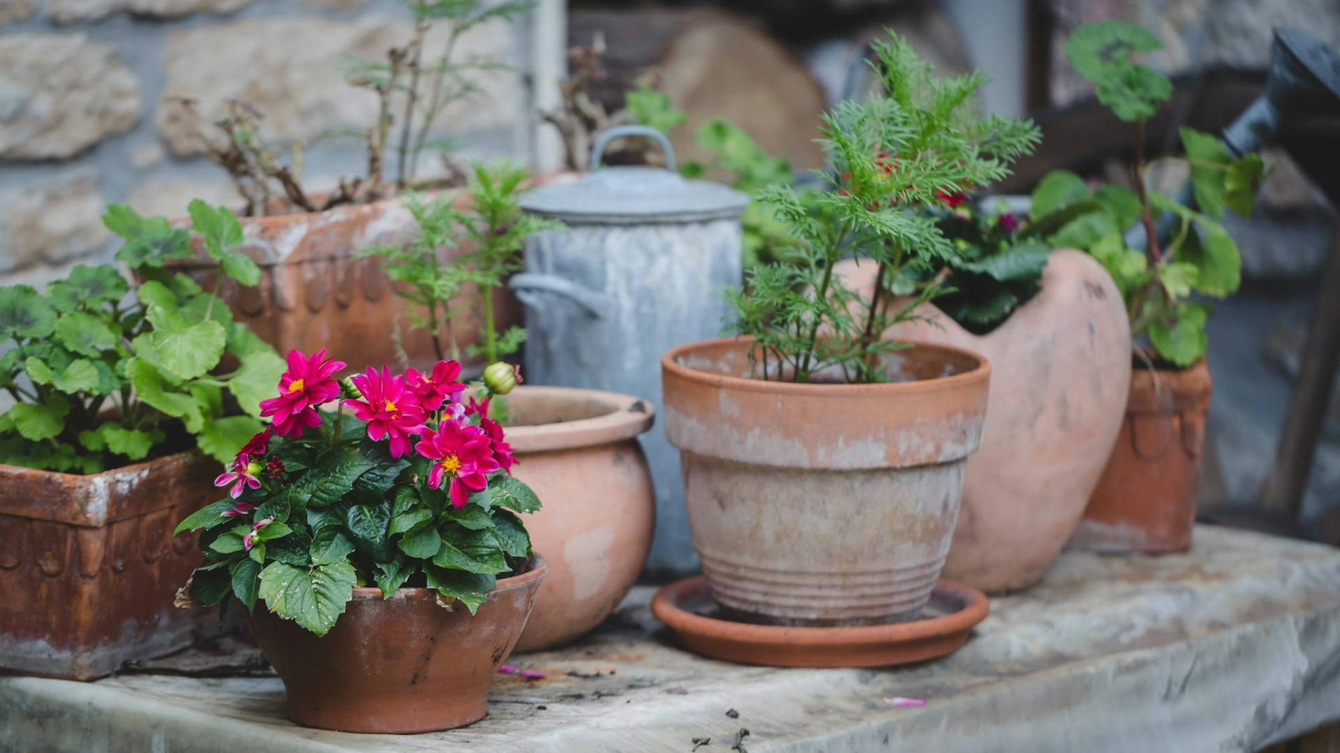 Verschiedene Terrakotta-Outdoor-Pflanzgefäße mit Pflanzen drin.