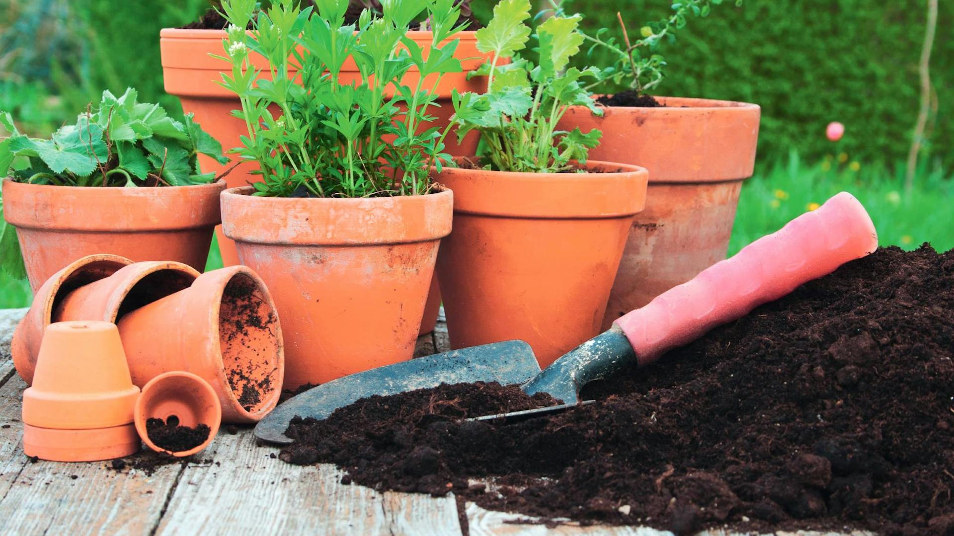 Blumentöpfe aus Ton teilweise bepflanzt