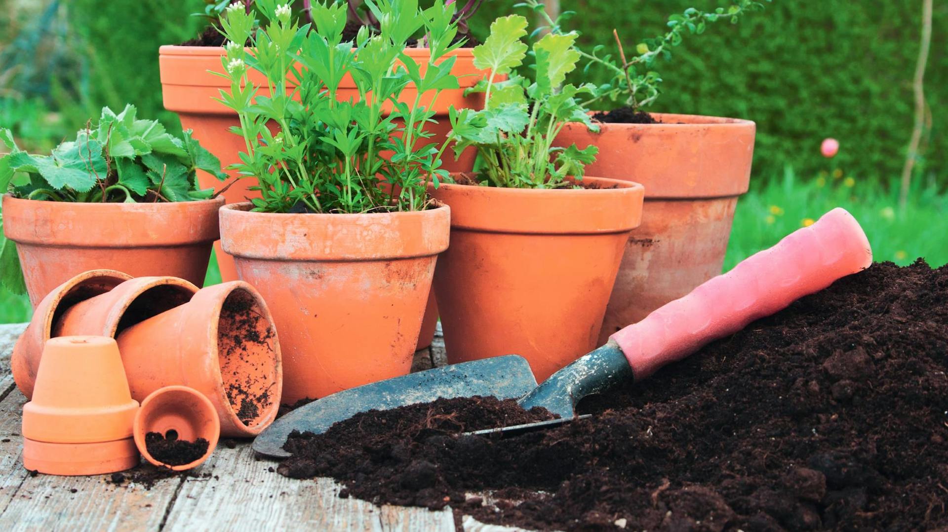 Terrakotta-Töpfe in verschiedenen Größen mit Pflanzen drin stehen neben einem Haufen Erde mit Handschaufel.