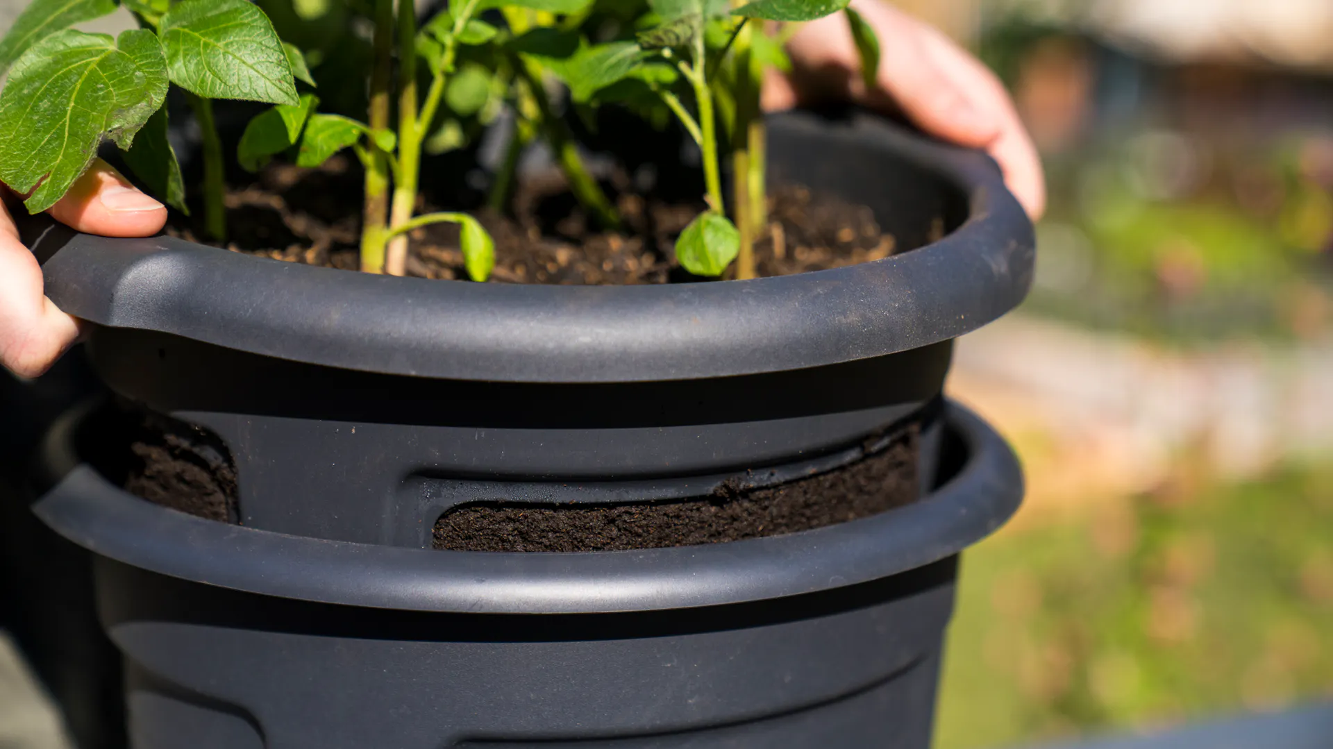 Vnitřní část vysazeného bramborového květináče je vyjmuta.