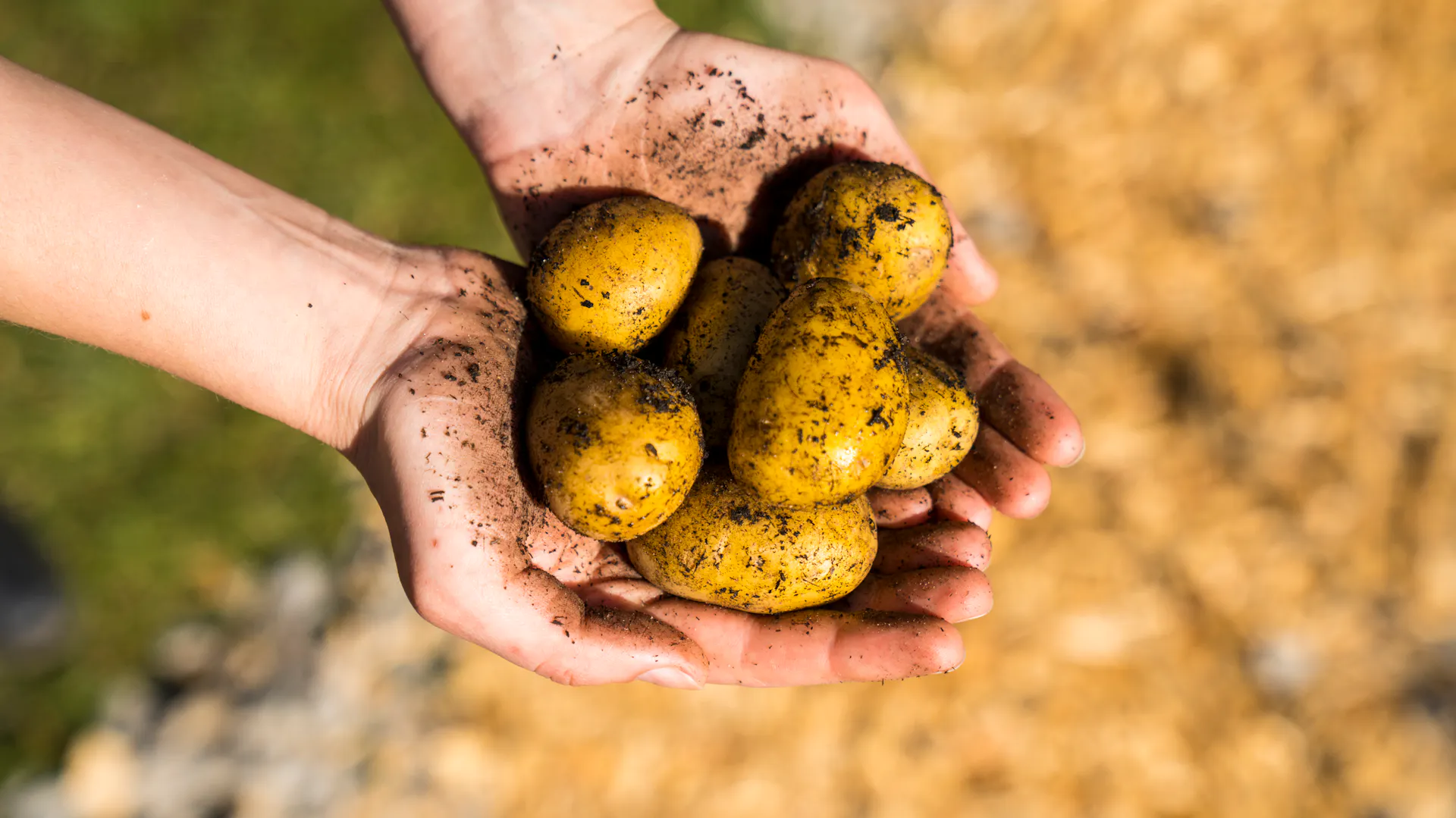 Sklizeň brambor z bramborové věže.