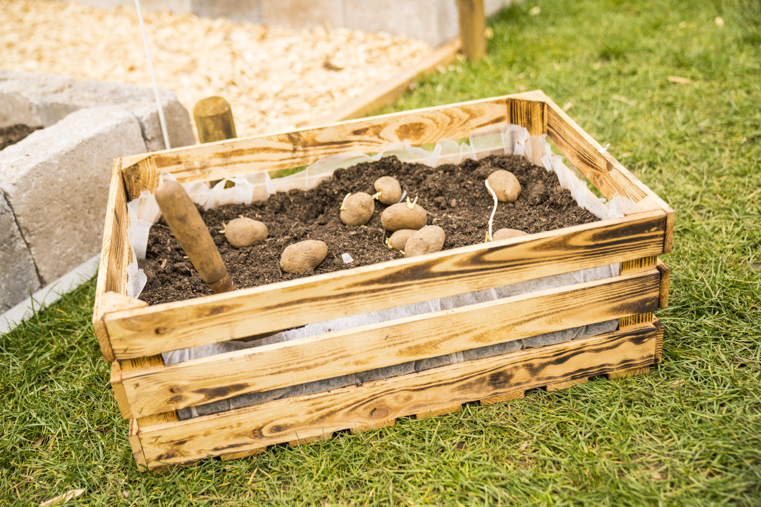 Brambory leží v krabici se zeminou, aby vyklíčily.