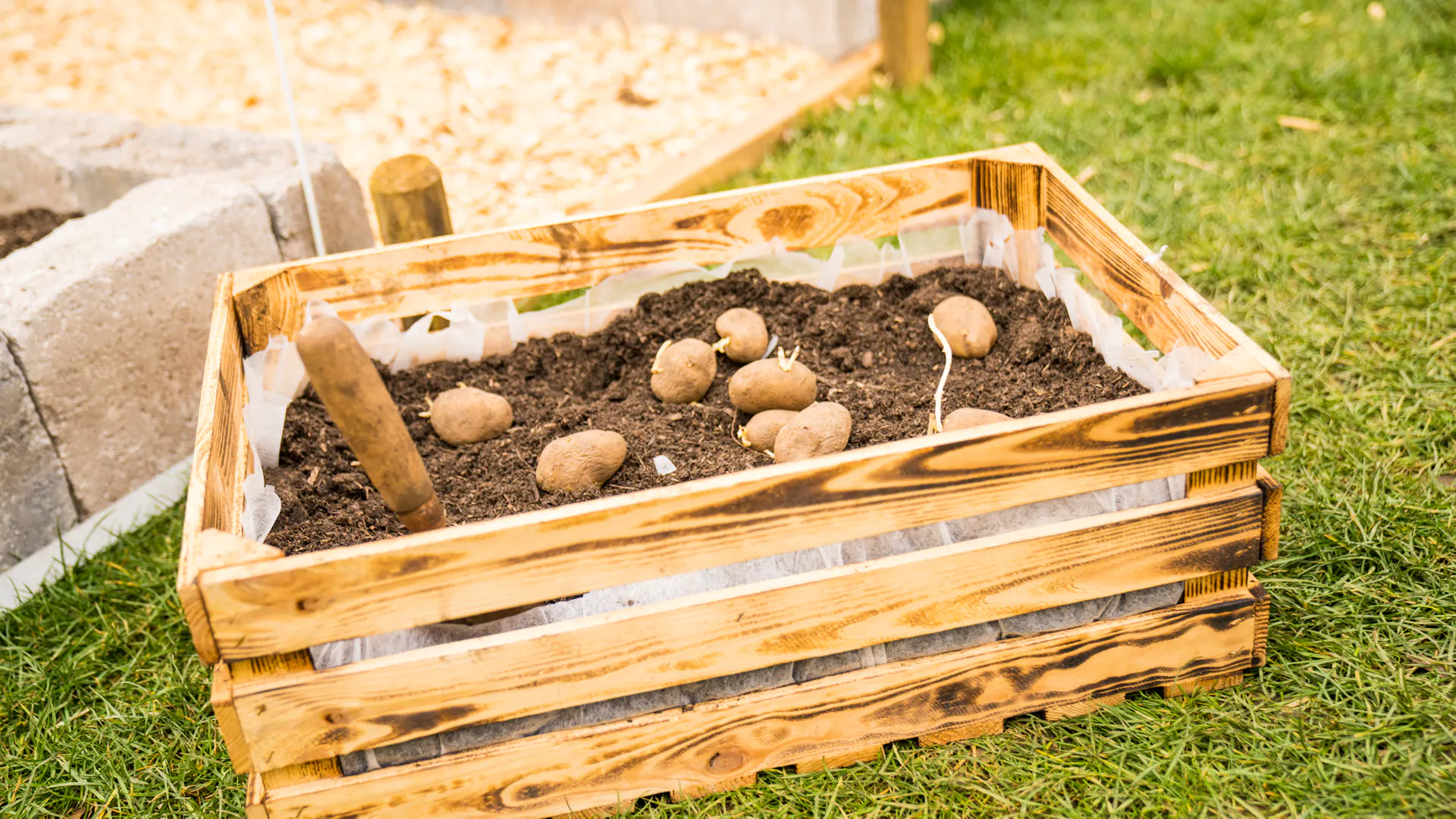 Brambory leží v krabici se zeminou, aby vyklíčily.