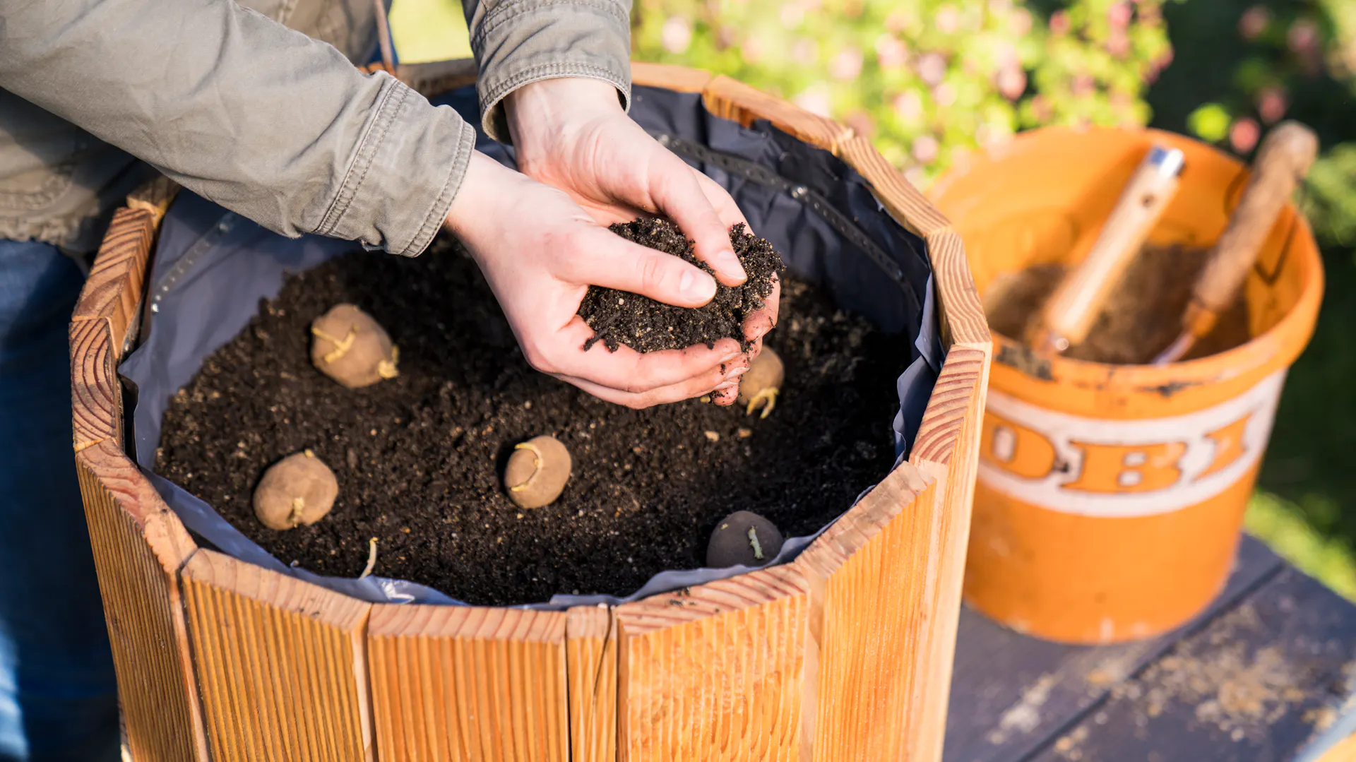 Zahradník rozdělí naklíčené brambory do naplněné bramborové věže a zasype je zeminou.