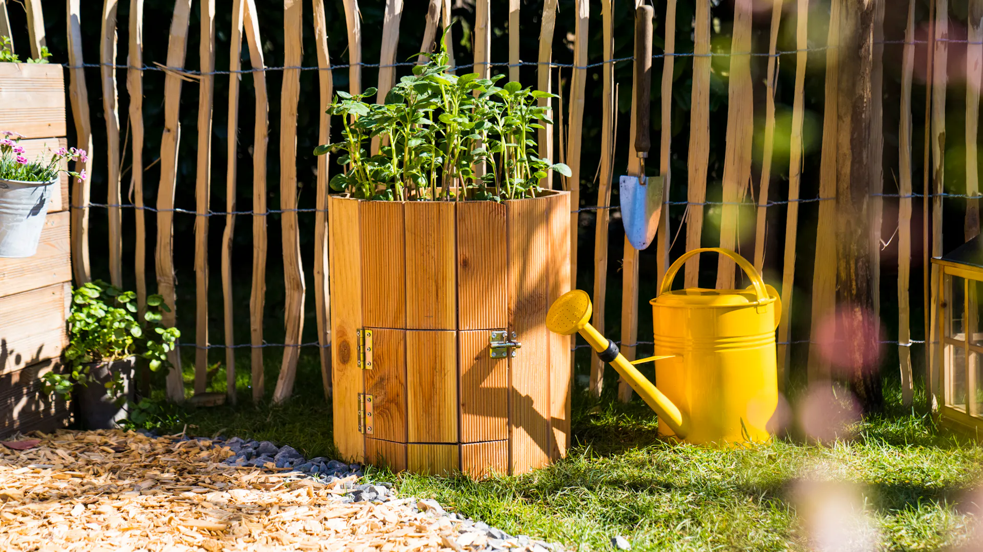 Připravená a naplněná bramborová věž s kvetoucími bramborami stojí na slunném místě v zahradě.