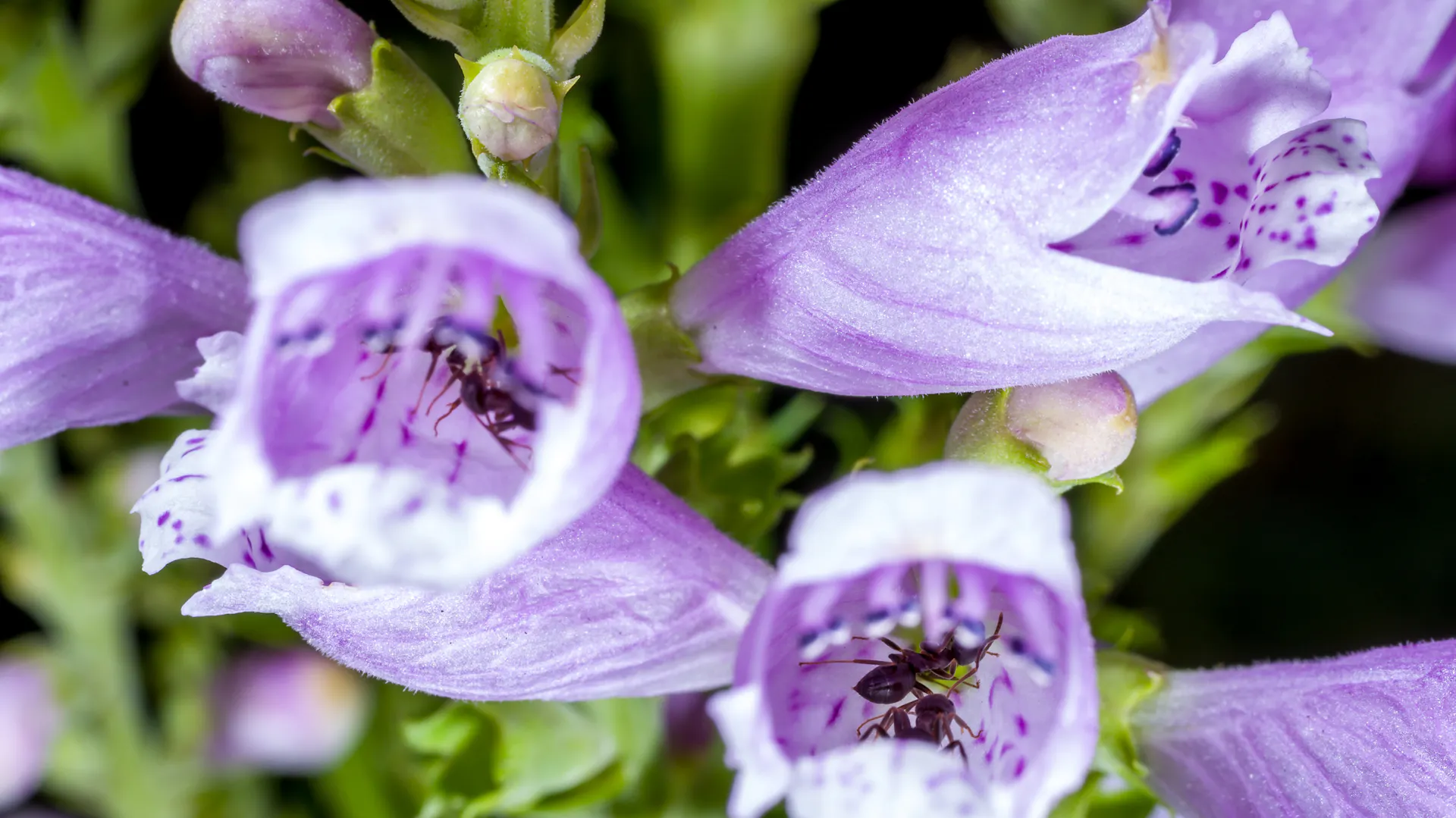 Formiche su fiori viola.