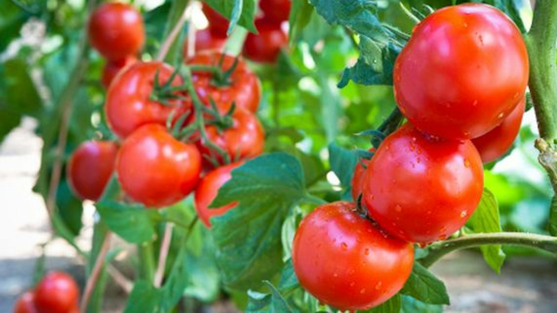 Tomaten an einer Tomatenpflanze