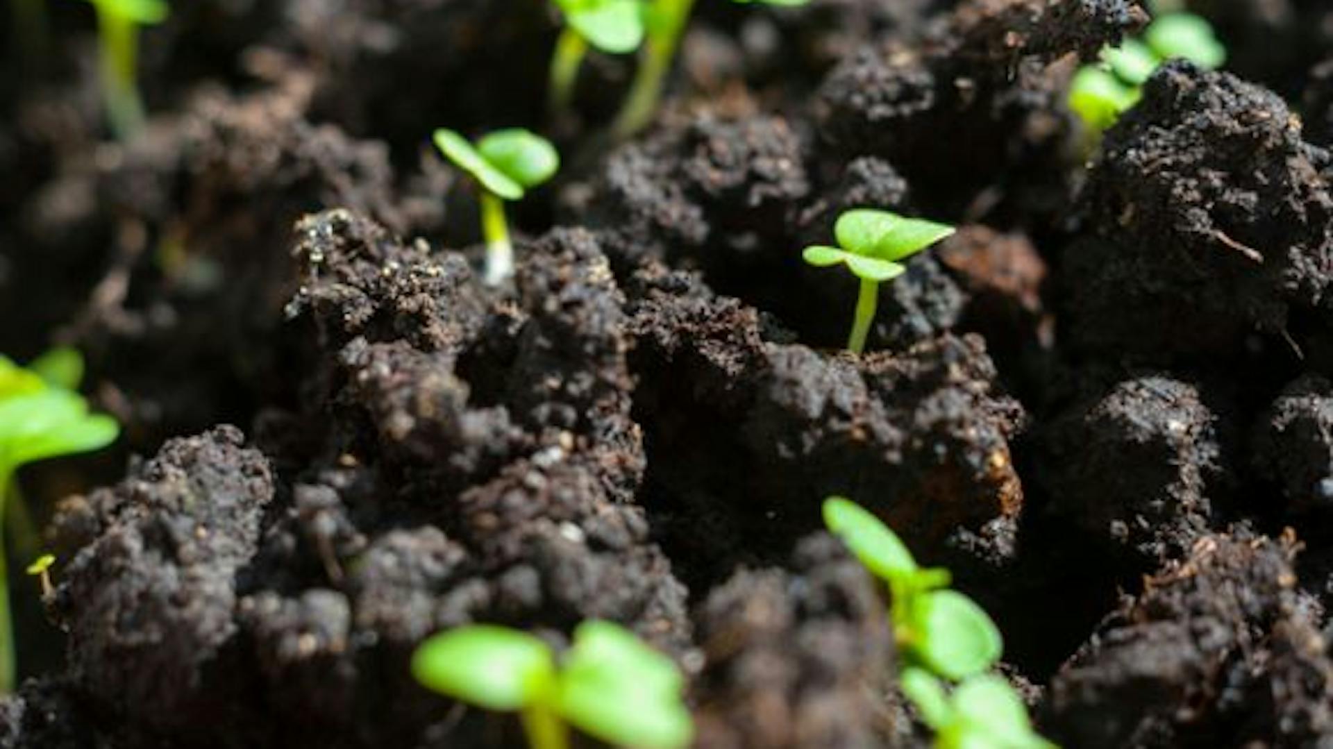 Keimendes Gemüse in Erde