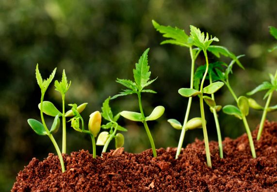 Pflanzenkeime in der Erde