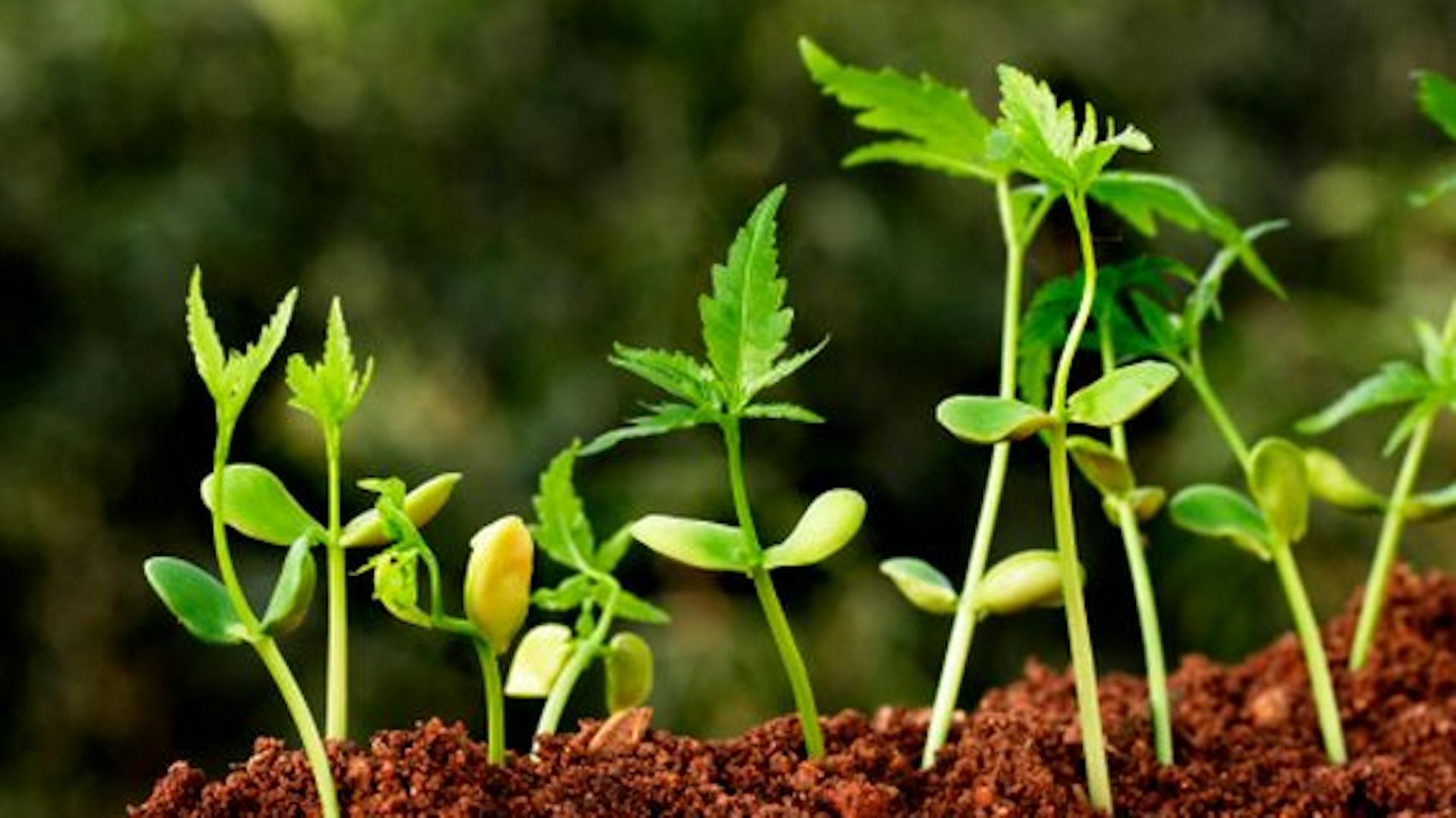 Pflanzenkeime in der Erde